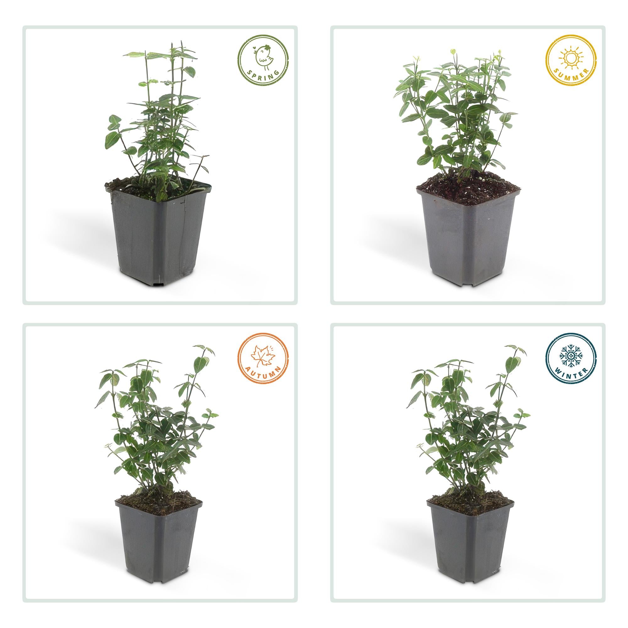 Immergrüne Kriechspindel - Euonymus fortunei radicans - ↕10-25cm - Ø9cm 48 Stück