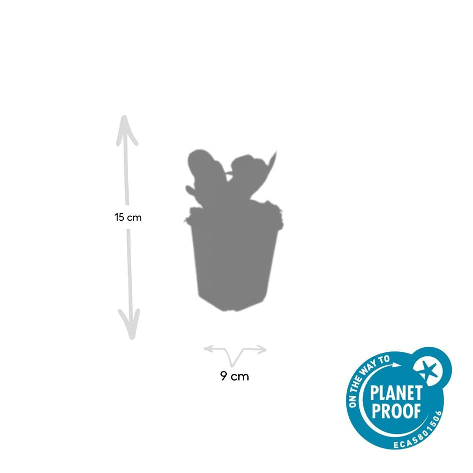 Herzblattbergenie - Bergenia cordifolia 'Herbstblüte'  - ↕10-25cm - Ø9cm 60 Stück