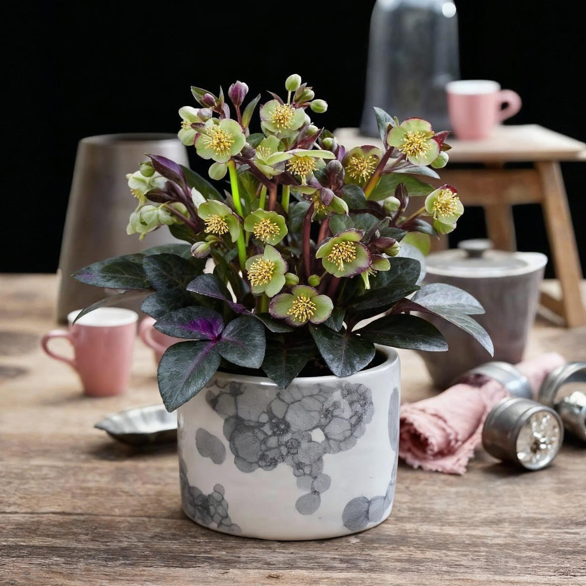Christrosen Set - Helleborus lividus Purple Marble - Lila Blüte - Topf 14cm Höhe 35cm