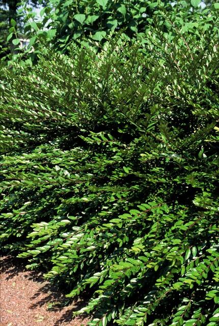 Immergrüne Kriechheckenkirsche - Lonicera pileata 'Purple Pearl' - ↕10-25cm - Ø9cm 24 Stück