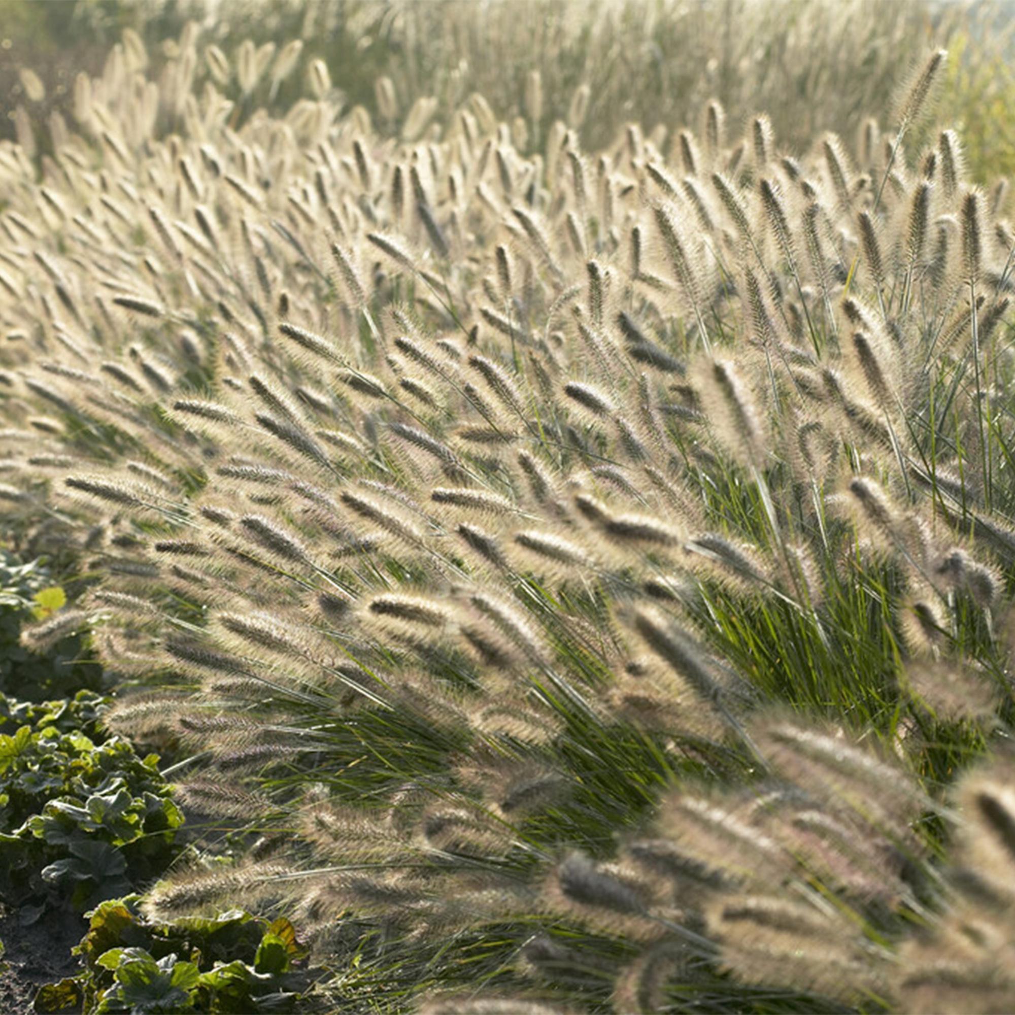 Lampenputzergras - Pennisetum alopecuroides 'Hameln' - ↕10-25cm - Ø9cm 48 Stück