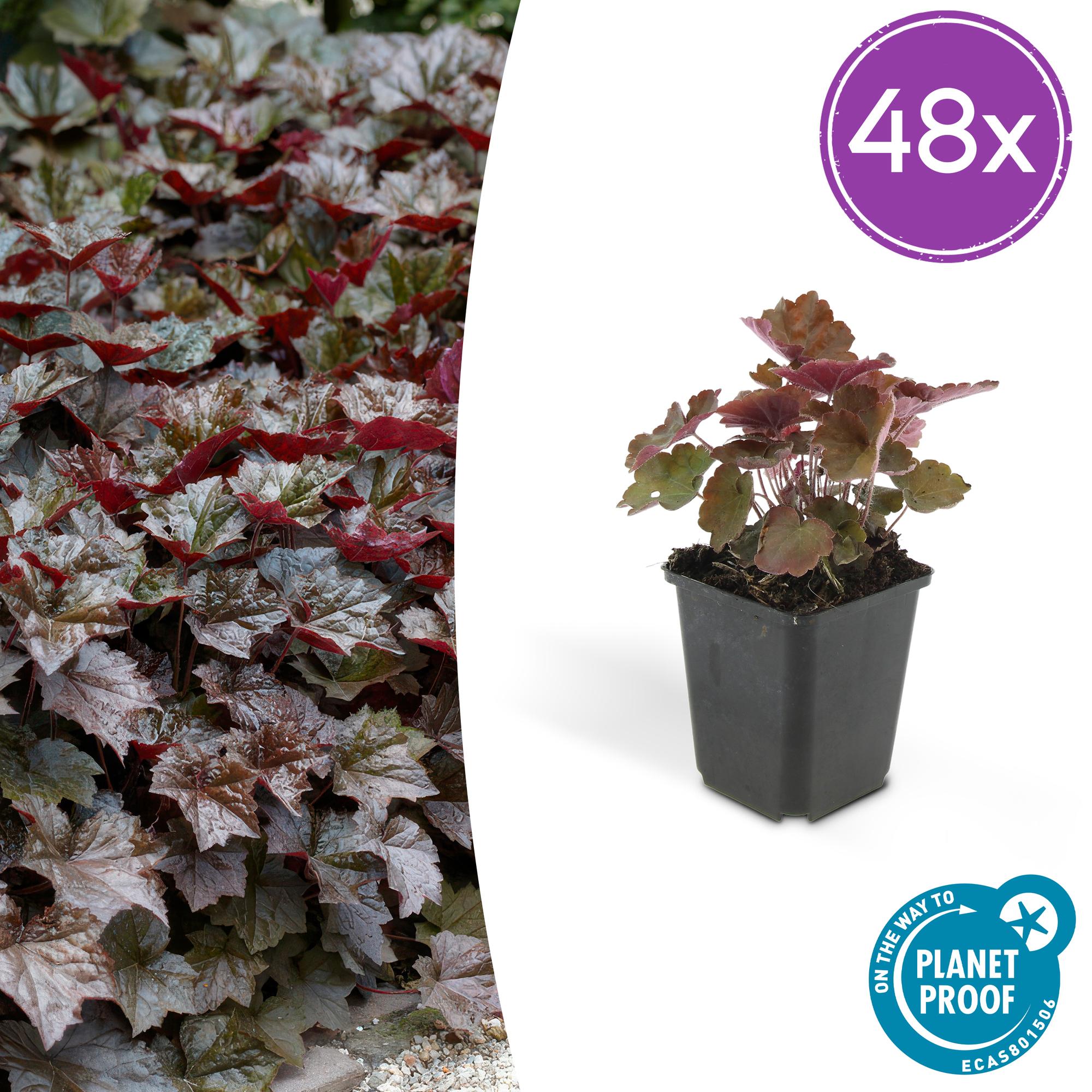 Purpurglöckchen - Heuchera mic. 'Palace Purple' - ↕10-25cm - Ø9cm 48 Stück