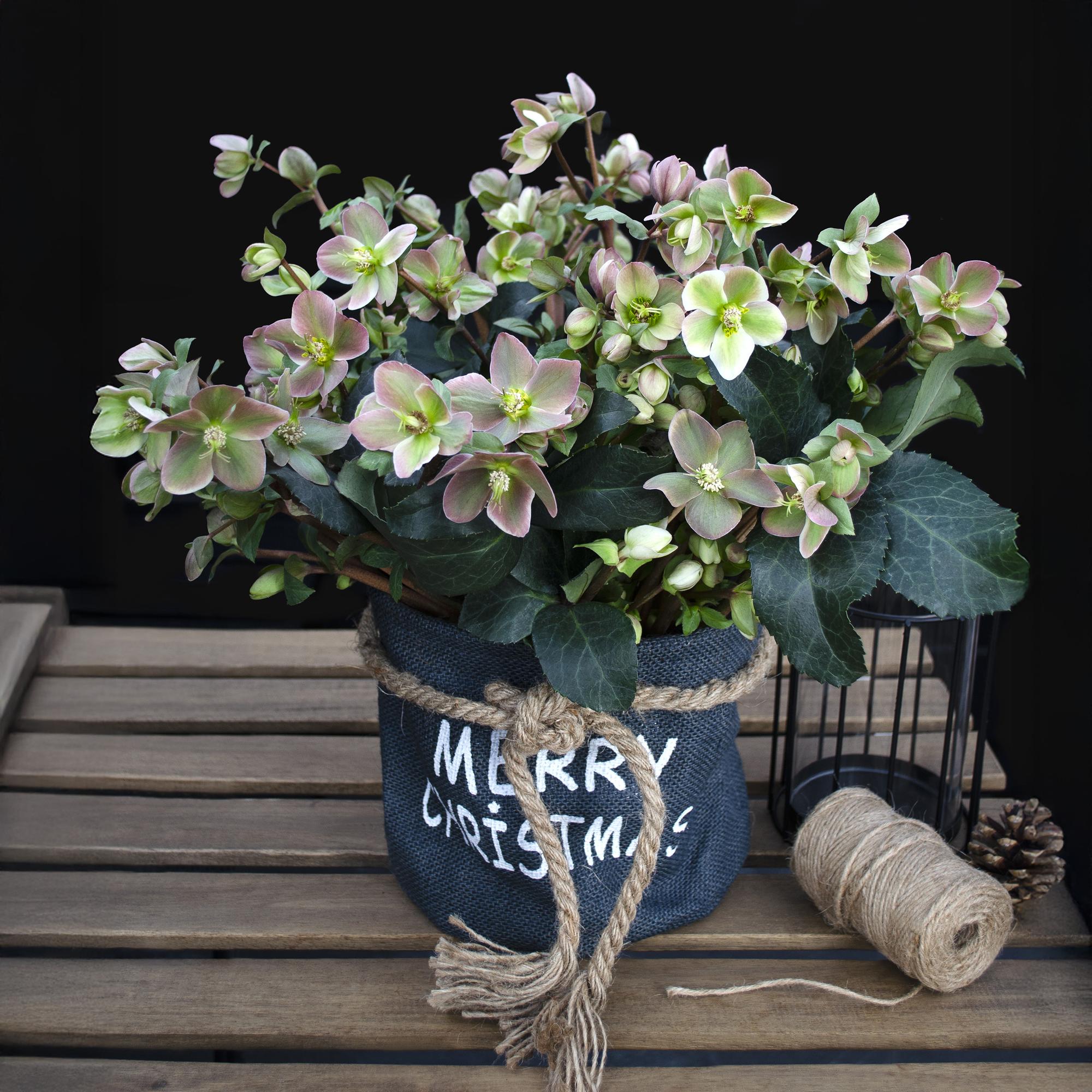 Christrose - Helleborus Angels Glow - Rosa Blüte - Immergrün - Topf 19cm Höhe 50cm