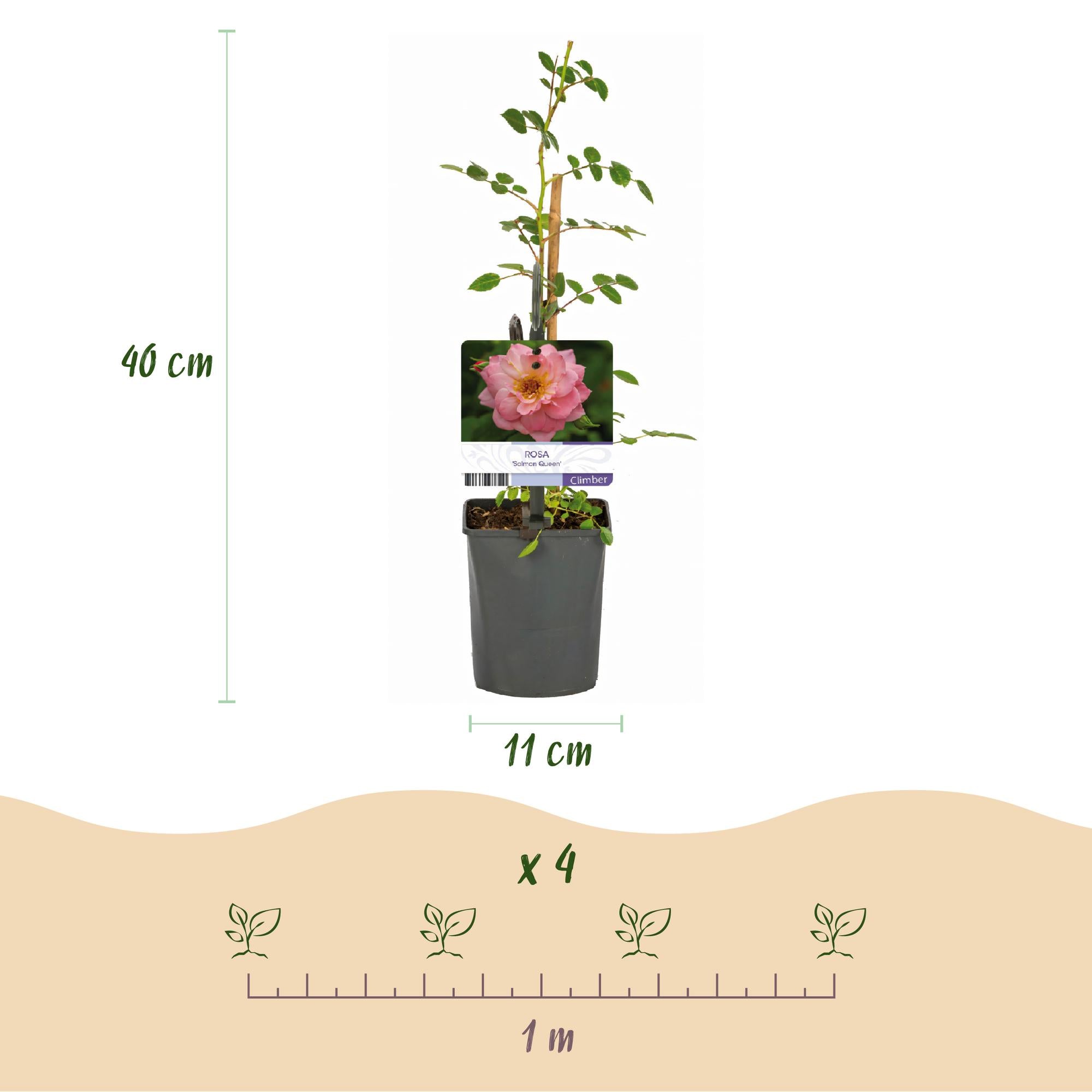 Rosen - Rosa Salmon Queen - Blüte Lachsrosa - Geringer Pflegeaufwand - 2 Pflanzen - Topf 11cm Höhe 40cm