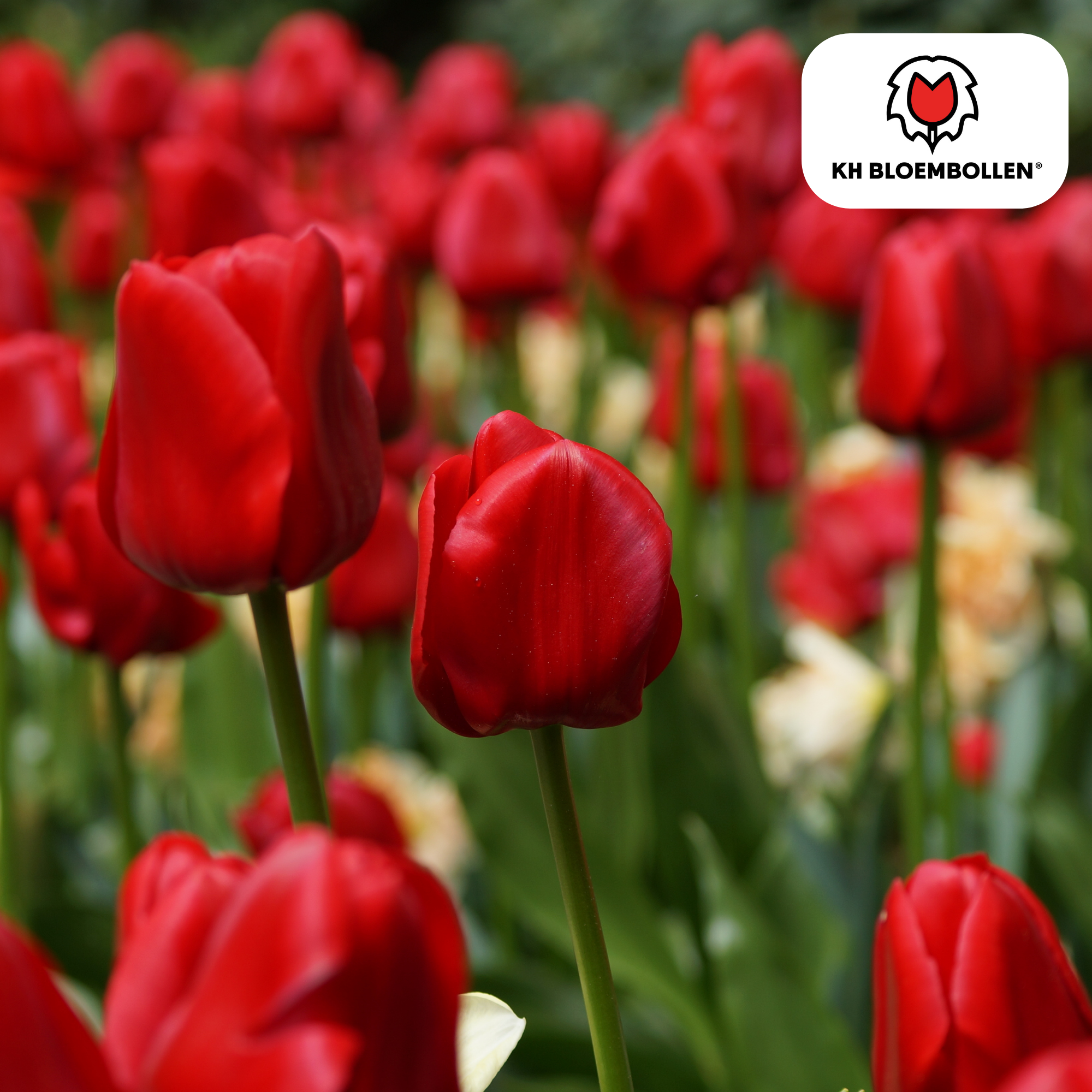 Tulpen - Tulipa Ile de France – 20 Stück - Tiefrote Tulpe – Klassisch, Kraftvoll & Elegant – Für Garten oder Topf – Größe 11/12 – Frisch vom Züchter