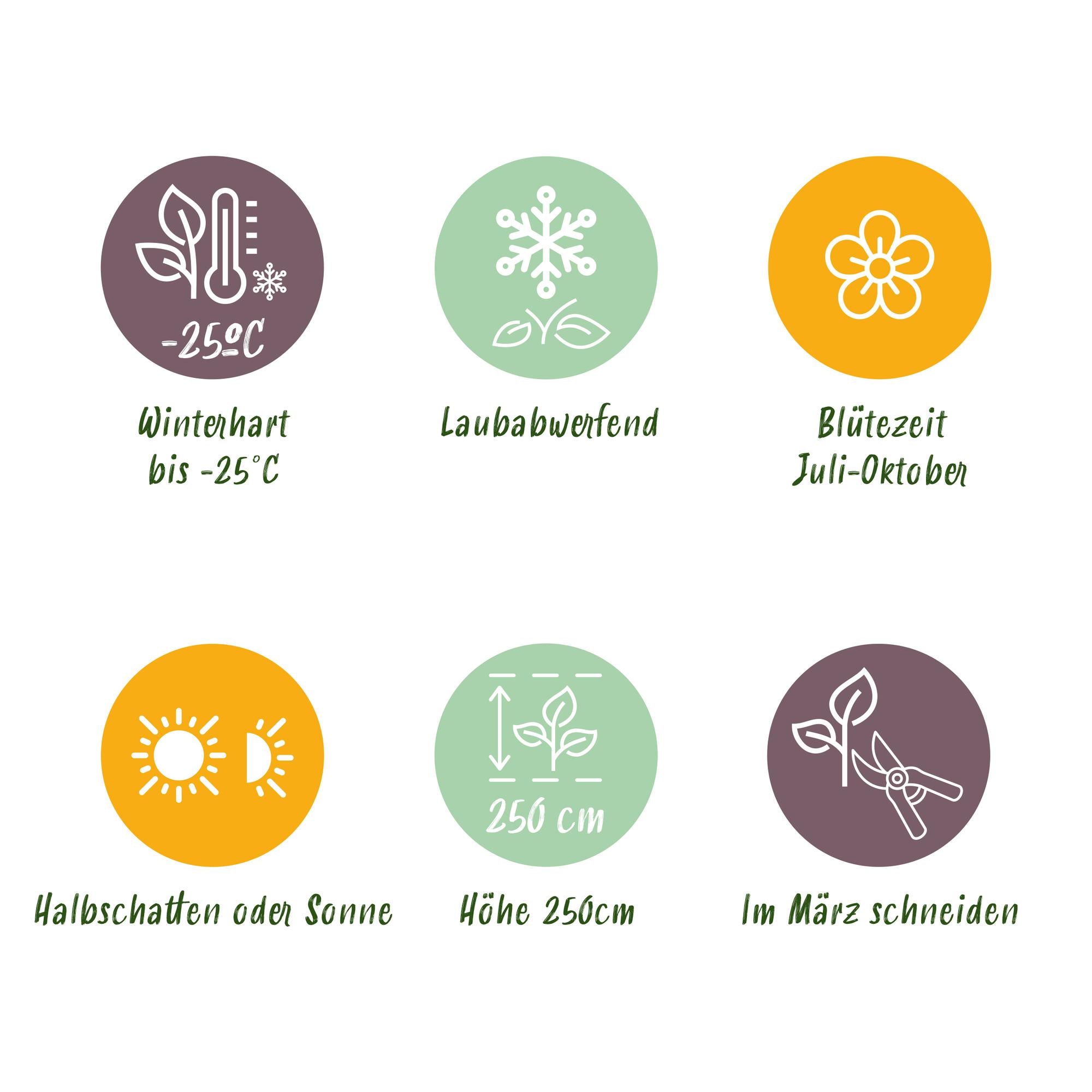 Rispenhortensie - Rispenhortensie - Hydrangea panniculata Limelight - Blüte Creme Weiß - 3 Pflanzen - 1 m2 - Laubabwerfend - Große Blüten - Topf 17cm Höhe 50cm