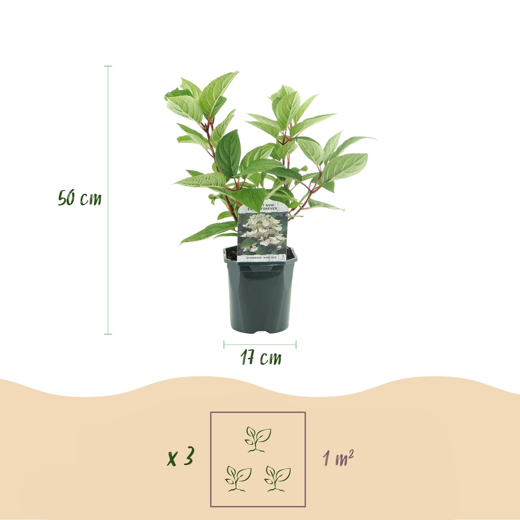 Rispenhortensie - Rispenhortensie - Hydrangea panniculata Wims Red - Blüte Weiß Rot - 3 Pflanzen - 1 m2 - Laubabwerfend - Große Blüten - Topf 17cm Höhe 50cm