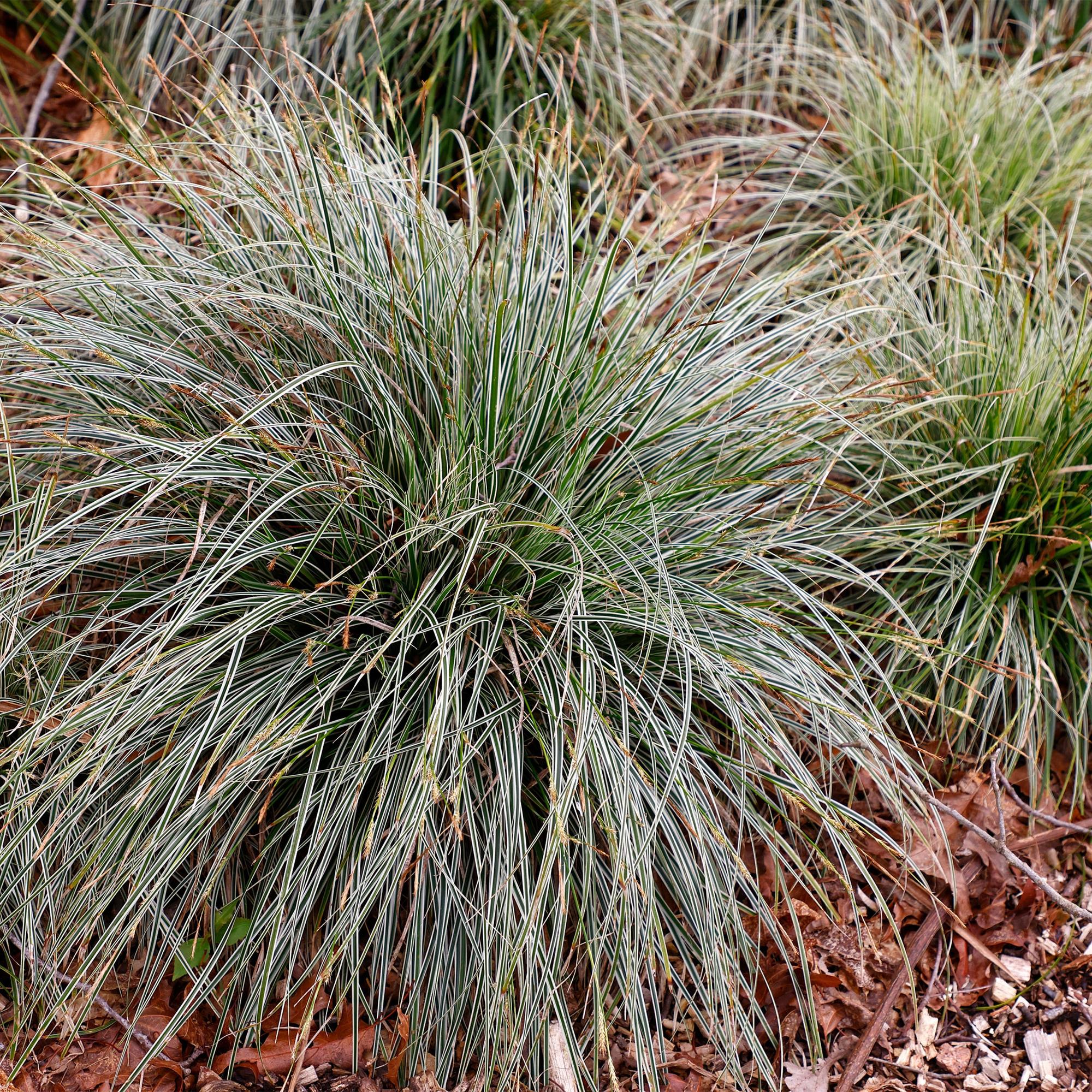 Japansegge - Carex oshimensis Everest - Weiß und Grün - 2 Pflanzen - Immergrün - Wenig Pflege - Topf 17cm Höhe 50cm