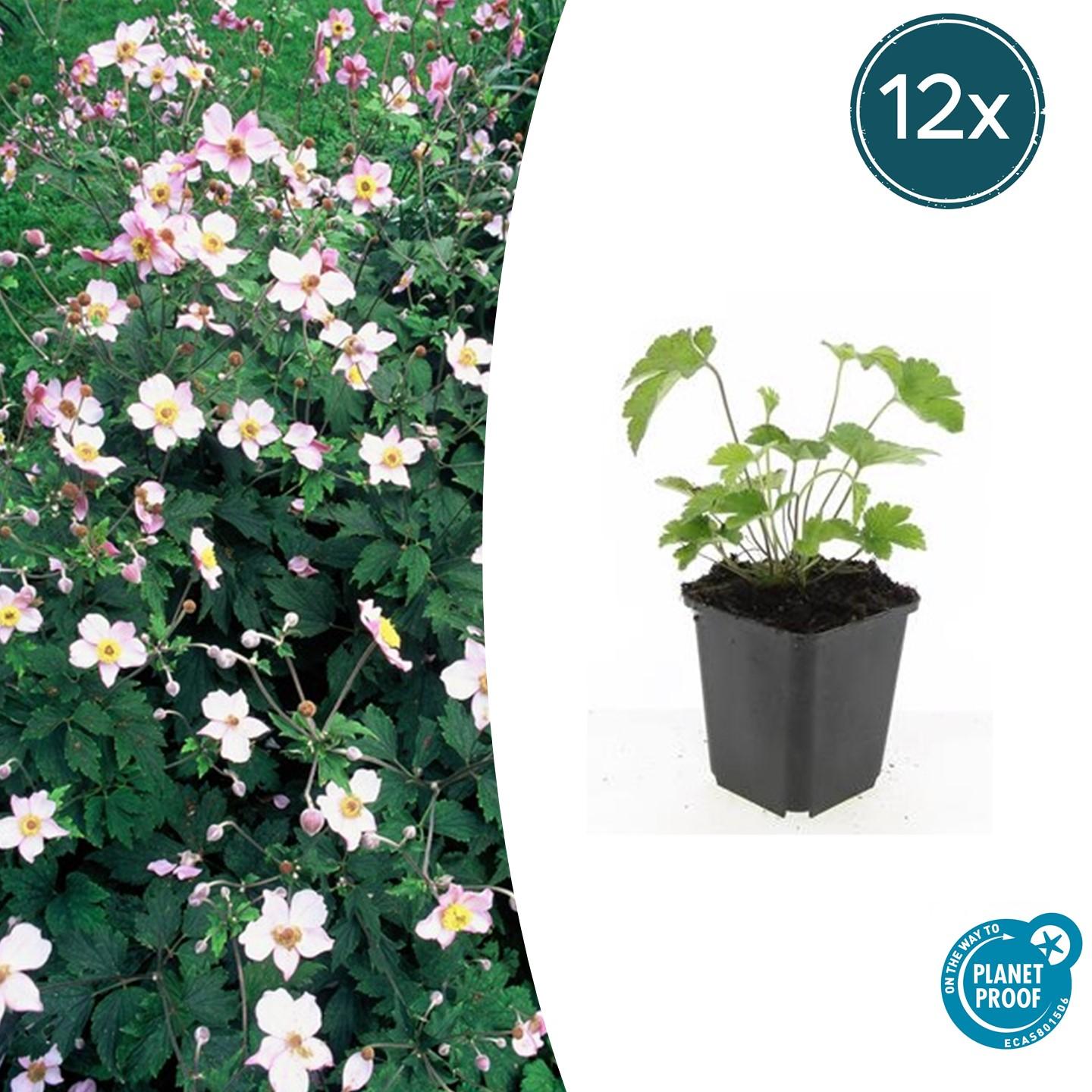 Herbstanemone - Anemone tom. 'Robustissima' - ↕10-25cm - Ø9cm 12 Stück