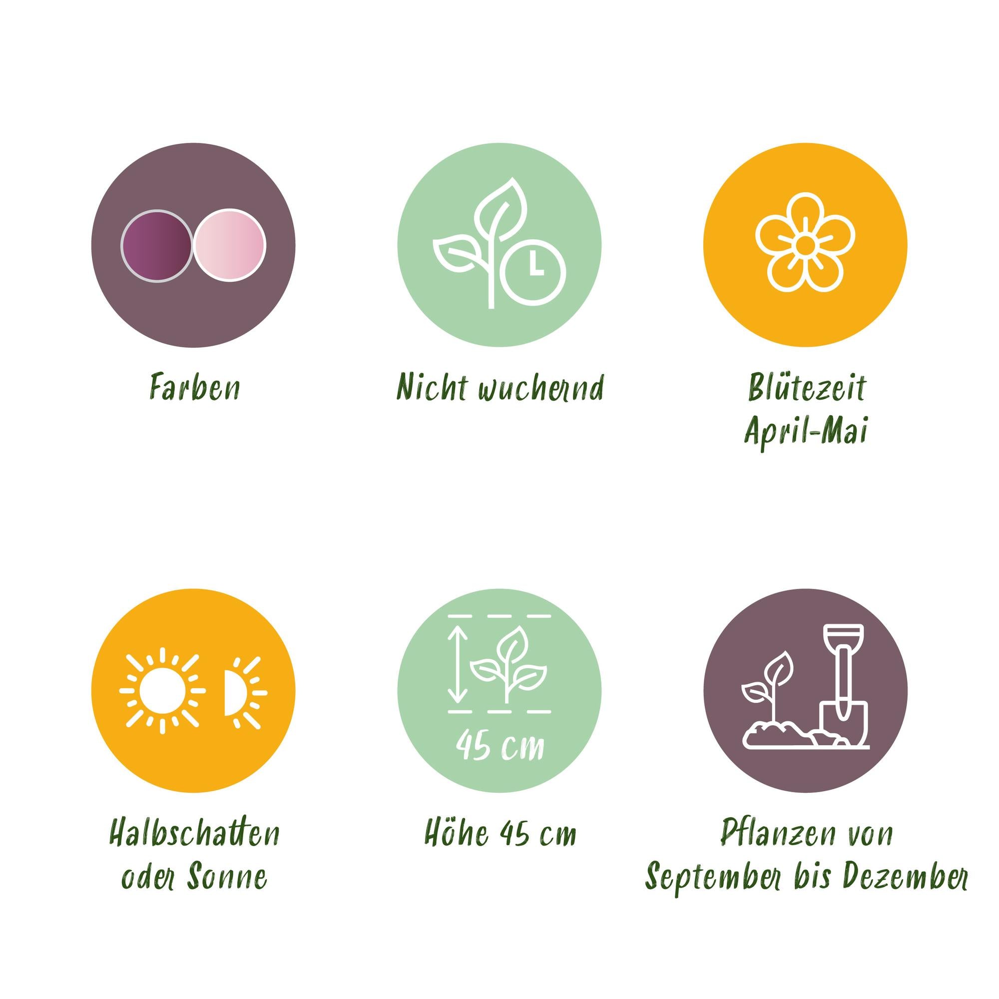 Tulpen Mix - Tulipa Macron mix - Verschiedene Farben - 12 Stück - Zwiebelgröße 11/12 - XXL Pack