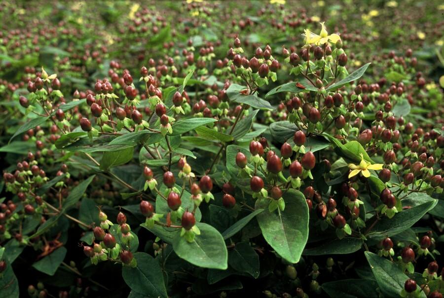 Johanniskraut - Hypericum inodorum - ↕10-25cm - Ø9cm 24 Stück