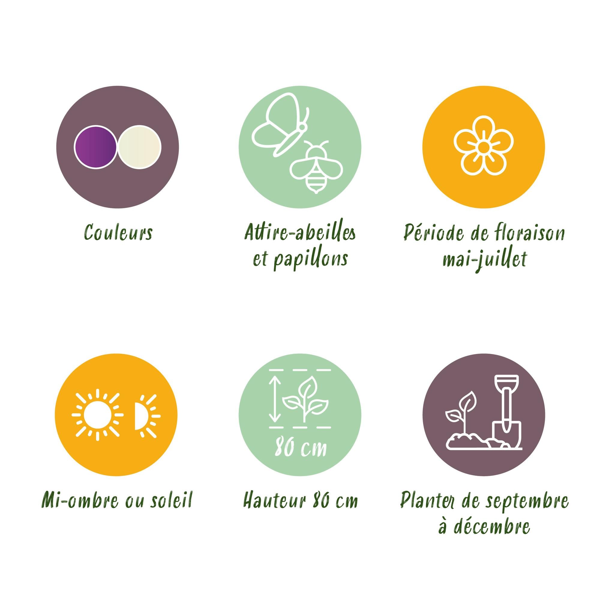 Zierlauch Set - Blumenzwiebeln - Allium Purple White Mix - Farbe Lila und Weiß - 15 Stück - Zwiebelgröße 10/12 - XXL Pack