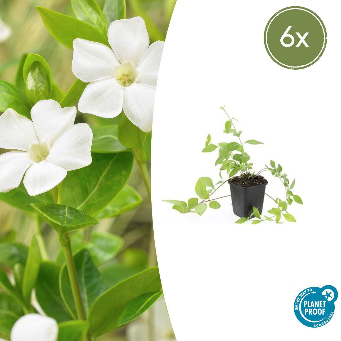 Kleines weißes Immergrün - Vinca major 'Alba' - ↕10-25cm - Ø9cm 6 Stück