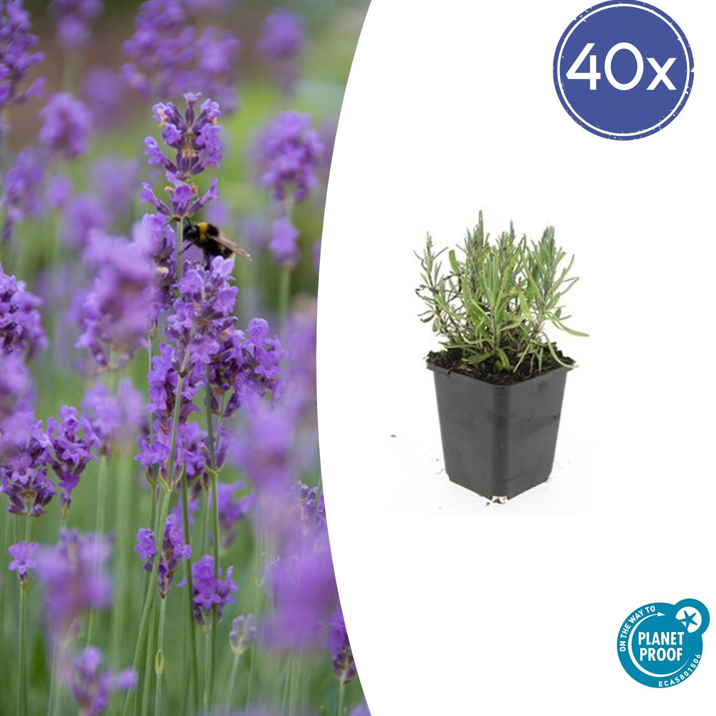 Lavendel - Lavandula ang. 'Munstead' - ↕10-25cm - Ø9cm 40 Stück