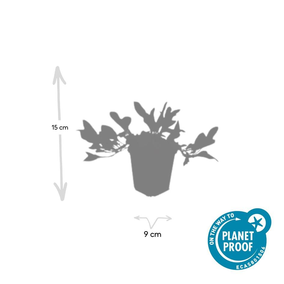 Schneckenknöterich - Persicaria aff. 'Darjeeling Red' - ↕10-25cm - Ø9cm 24 Stück