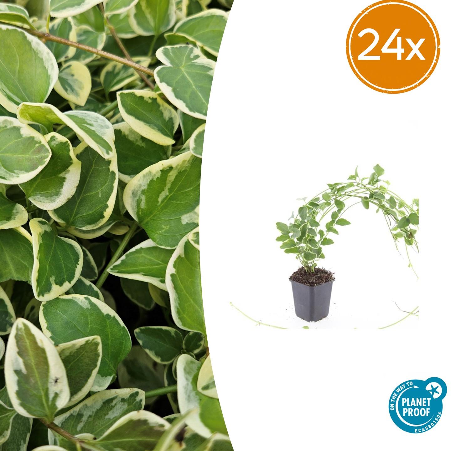 Großes Immergrün - Vinca major 'Variegata' - ↕10-25cm - Ø9cm 24 Stück