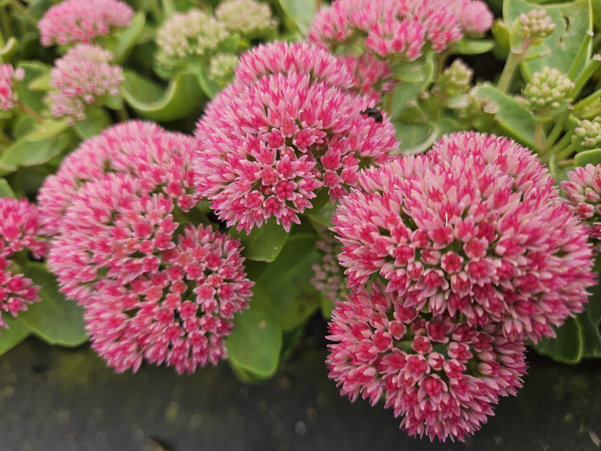 Fetthenne - Sedum 'Herbstfreude' - ↕10-25cm - Ø9cm 48 Stück