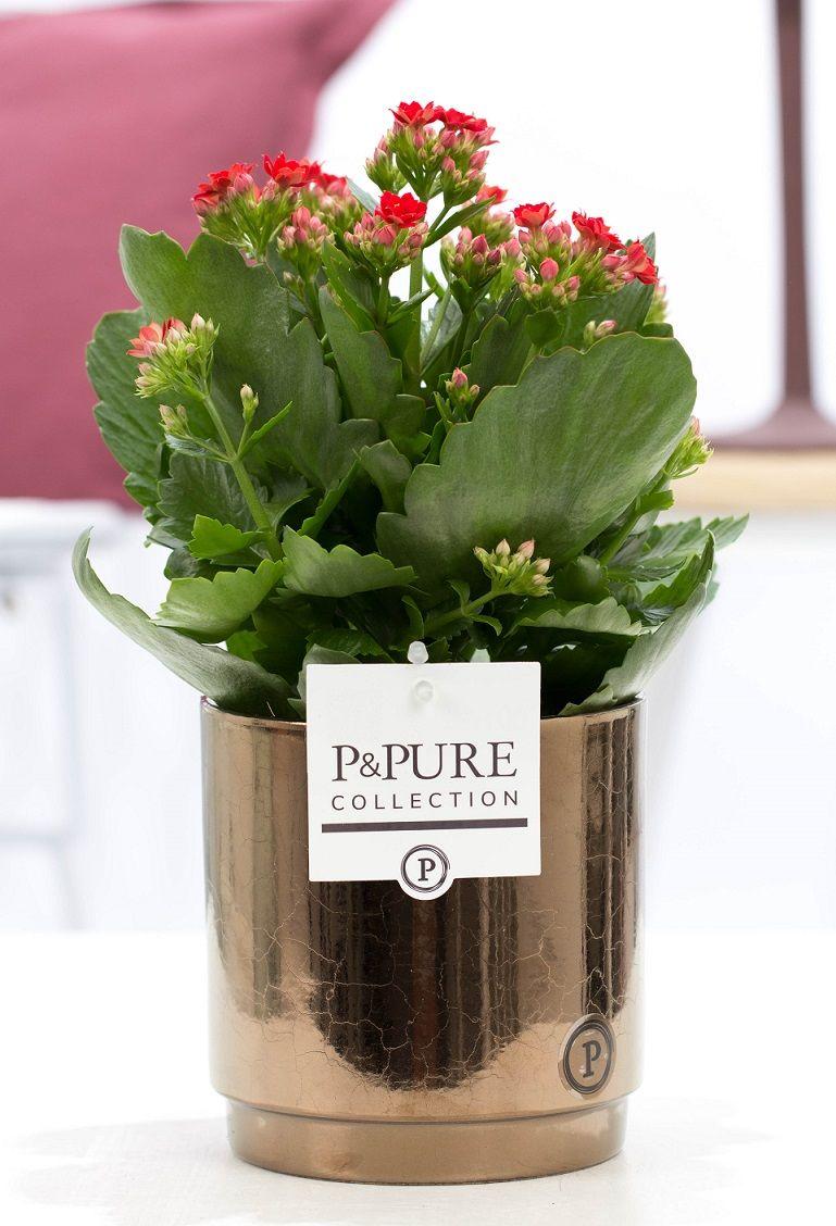 Flammendes Käthchen - Kalanchoe Red In P&PURE Juliette Ceramics Goldbronze - Ø12cm - ↕27cm