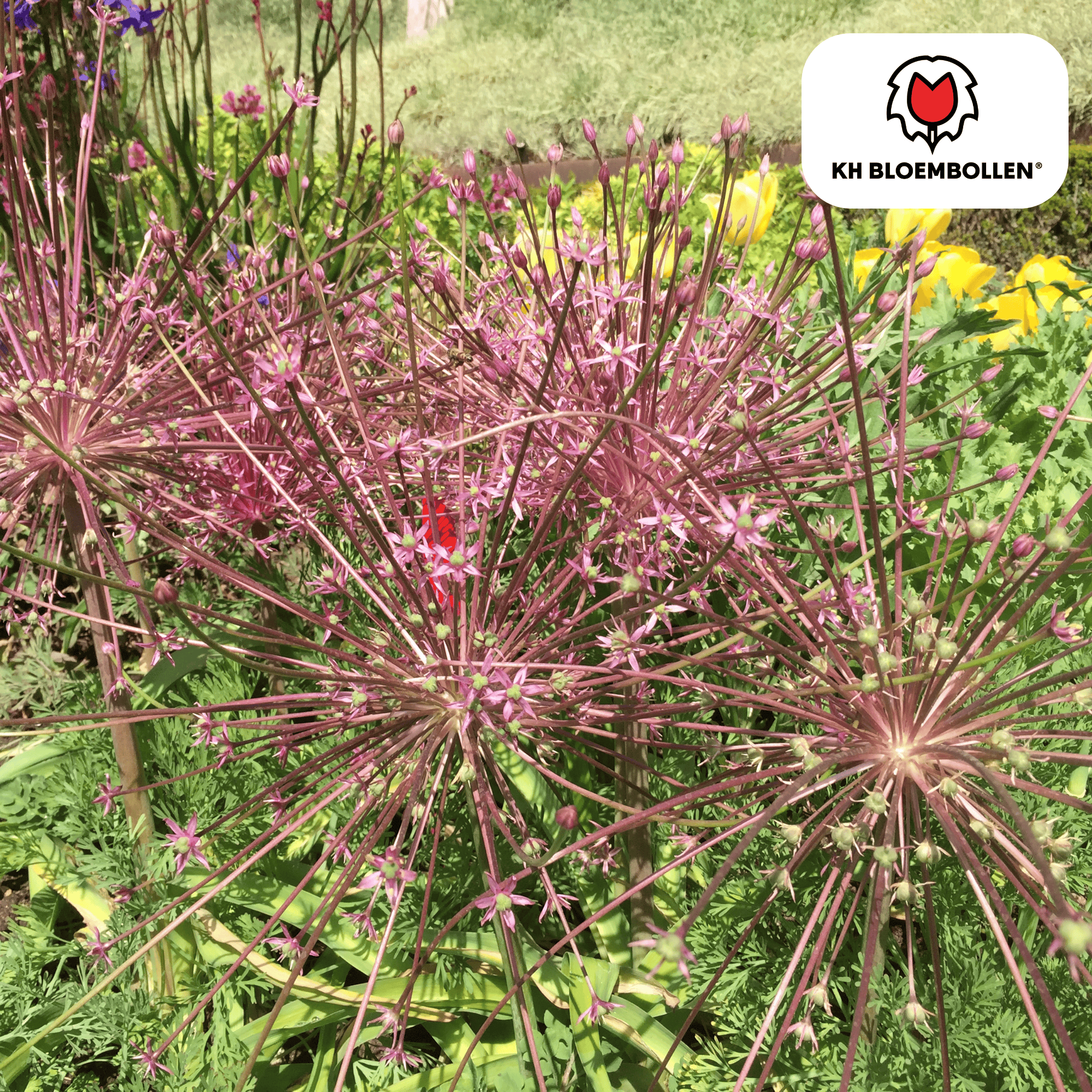 Zierlauch - Allium Schubertii 5 Stück