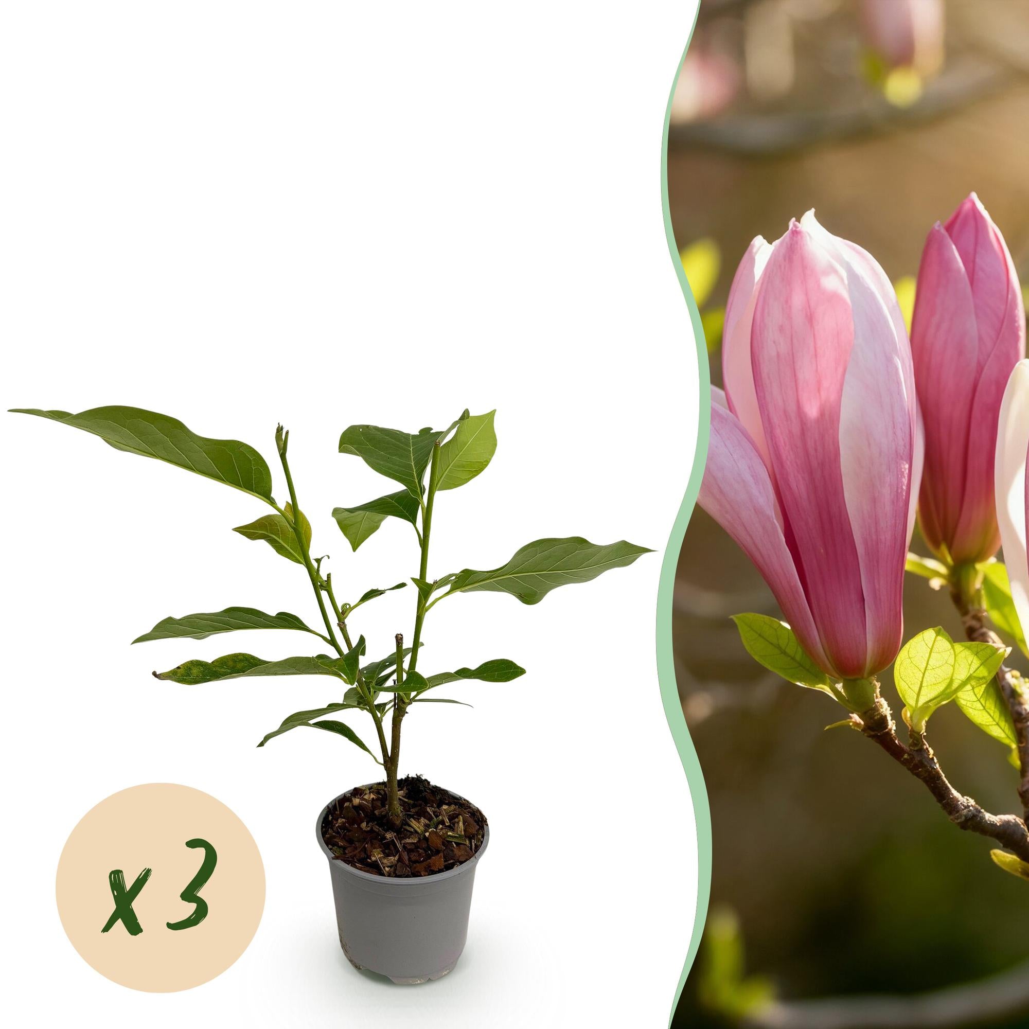 Magnolienstrauch - Magnolia Ricki - Blüte Rot - 3 Pflanzen - Laubabwerfend - Wenig Pflege - Topf 12cm Höhe 30cm