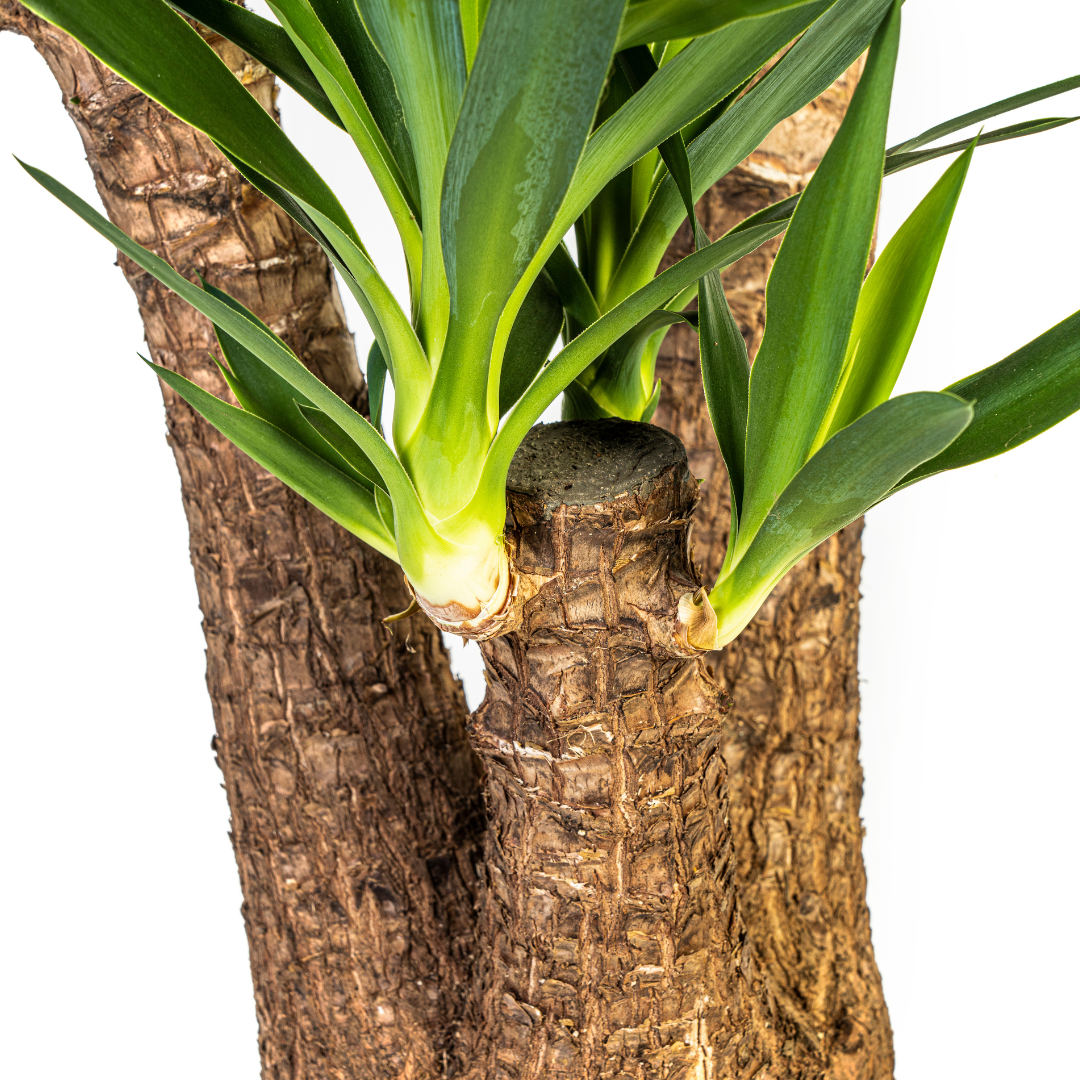 Yuccapalme - Yucca Elephantipes Verzweigt mit Korb Ø24cm - ↕80-100cm