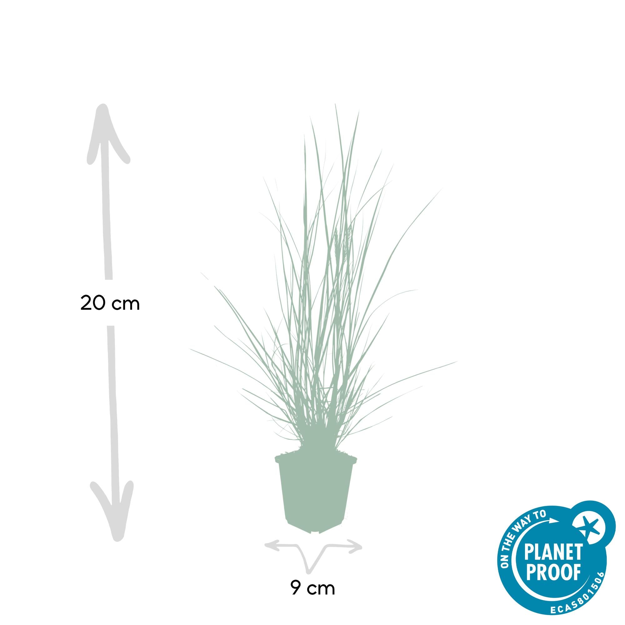 Lampenputzergras - Pennisetum alopecuroides 'Hameln' - ↕10-25cm - Ø9cm 48 Stück