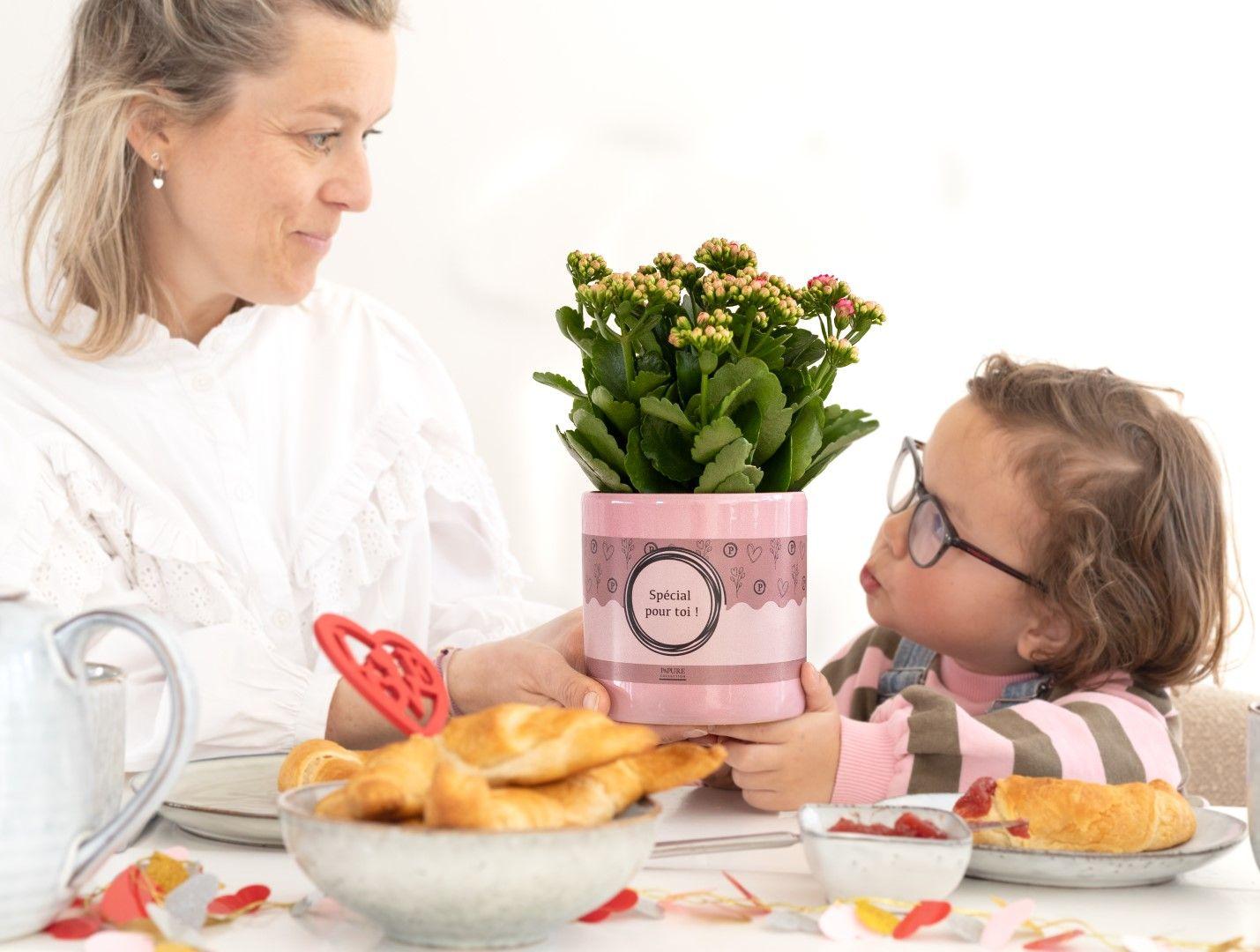 Flammendes Kätchen - Kalanchoe Pink In P&PURE "SPECIAL POUR TOI" Verpakking - Ø12cm - ↕27cm