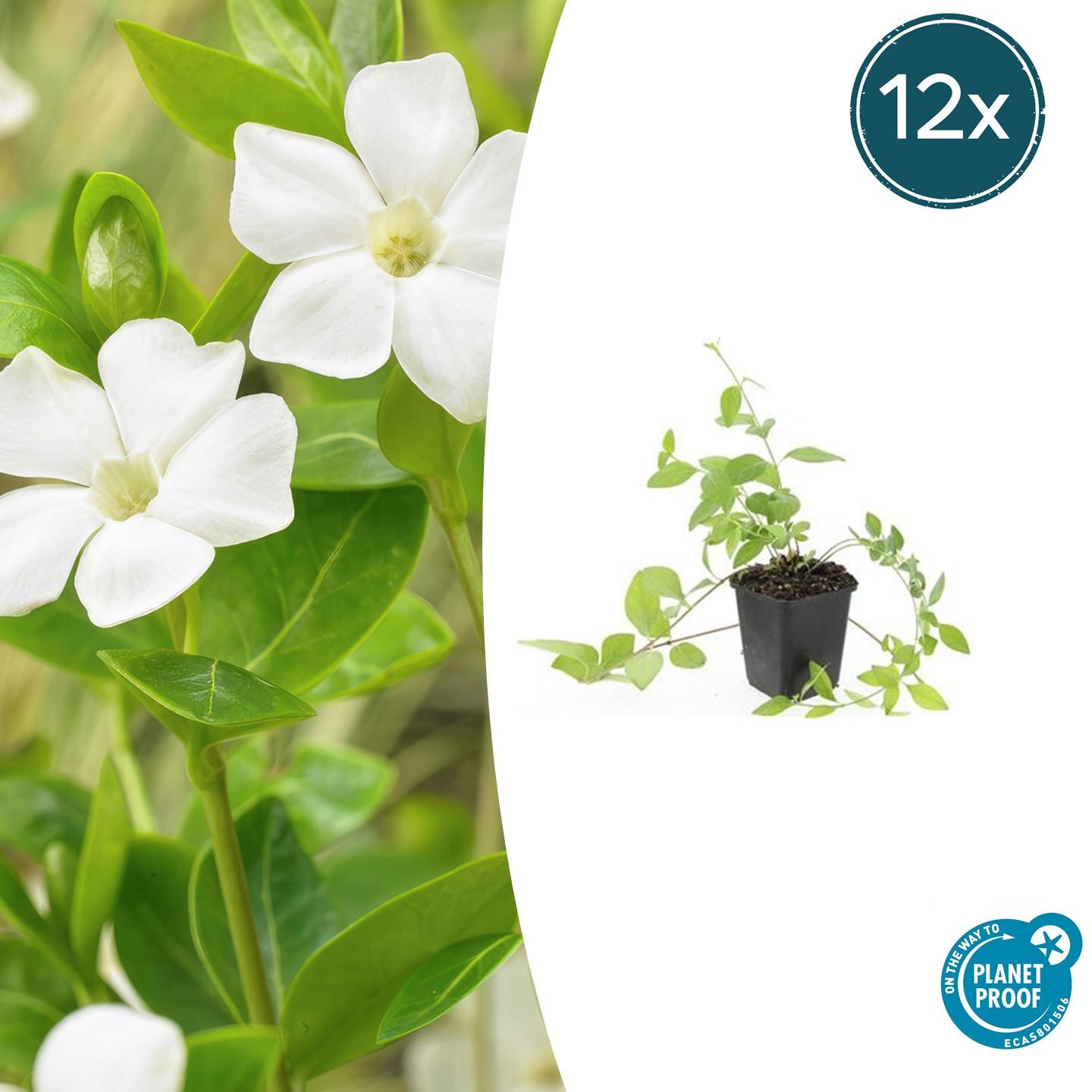 Kleines weißes Immergrün - Vinca major 'Alba' - ↕10-25cm - Ø9cm 12 Stück