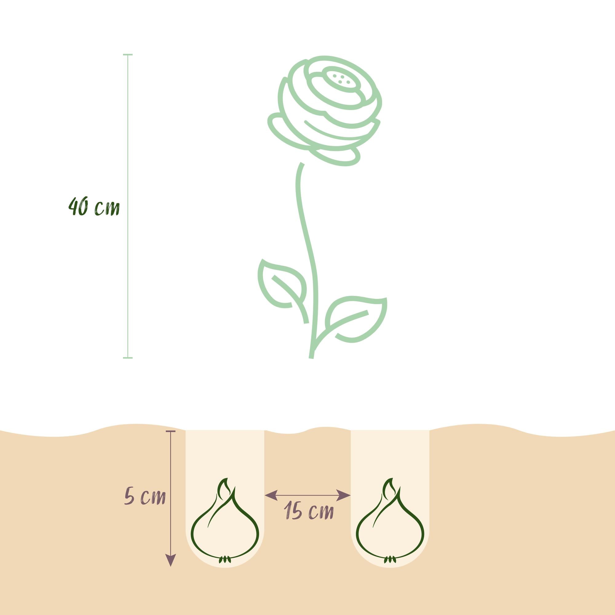 Ranunkelblumen Mix - Ranunculus Mix - Verschiedene Farben - 40 Stück - Zwiebelgröße 5/6 - XXL Pack