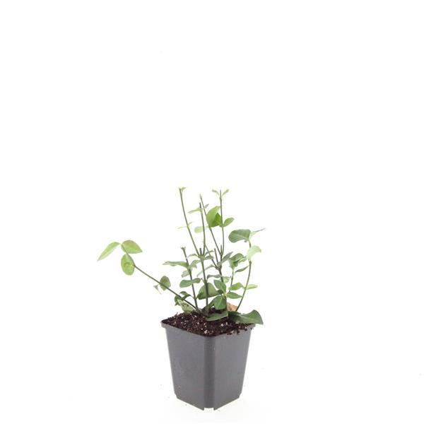 Purpur Kriechspindel - Euonymus fort. 'Coloratus' - ↕10-25cm - Ø9cm 48 Stück