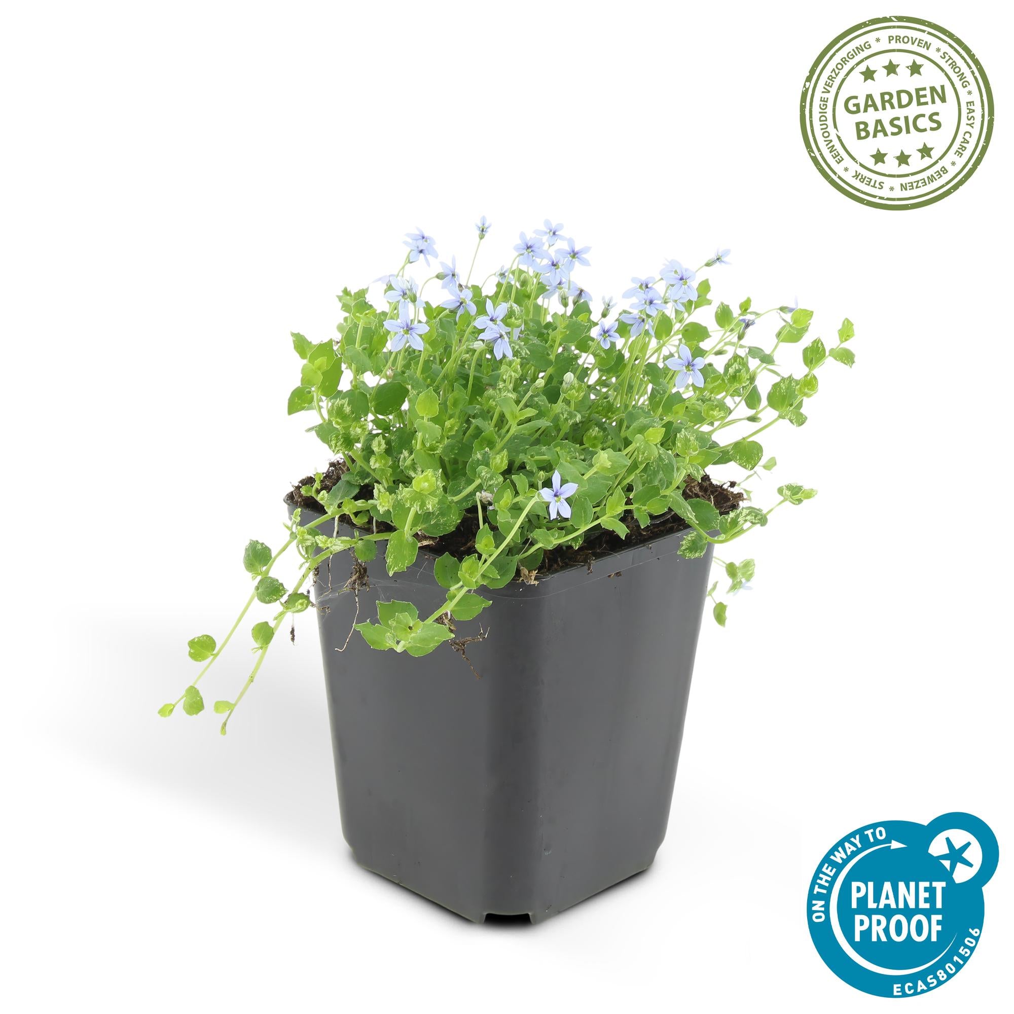 Blauer Bubikopf - Isotoma fluviatilis - ↕10-25cm - Ø9cm 24 Stück