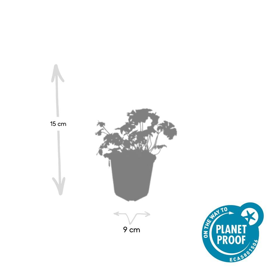 Weißer Blutstorchschnabel - Geranium sang. 'Album' - ↕10-25cm - Ø9cm 48 Stück