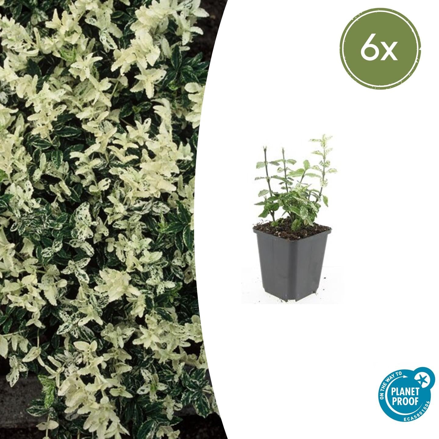 Kriechspindel - Euonymus fort. 'Harlequin' - ↕10-25cm - Ø9cm 6 Stück