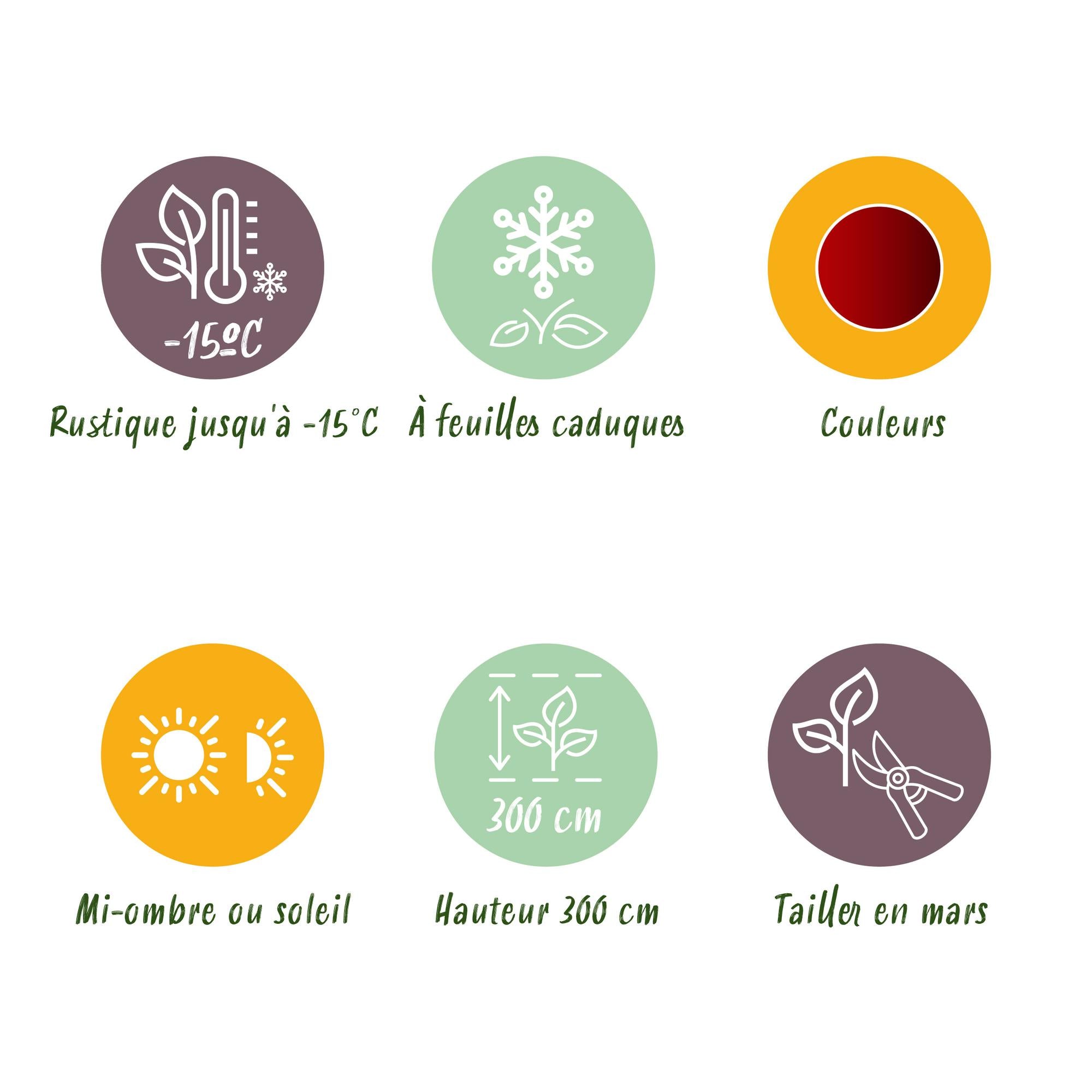 Japanischer Fächerahorn - Acer palmatum Jerre Schwarz - Dunkelrot - 1 Pflanze - Laubabwerfend - Topf 19cm Höhe 70cm