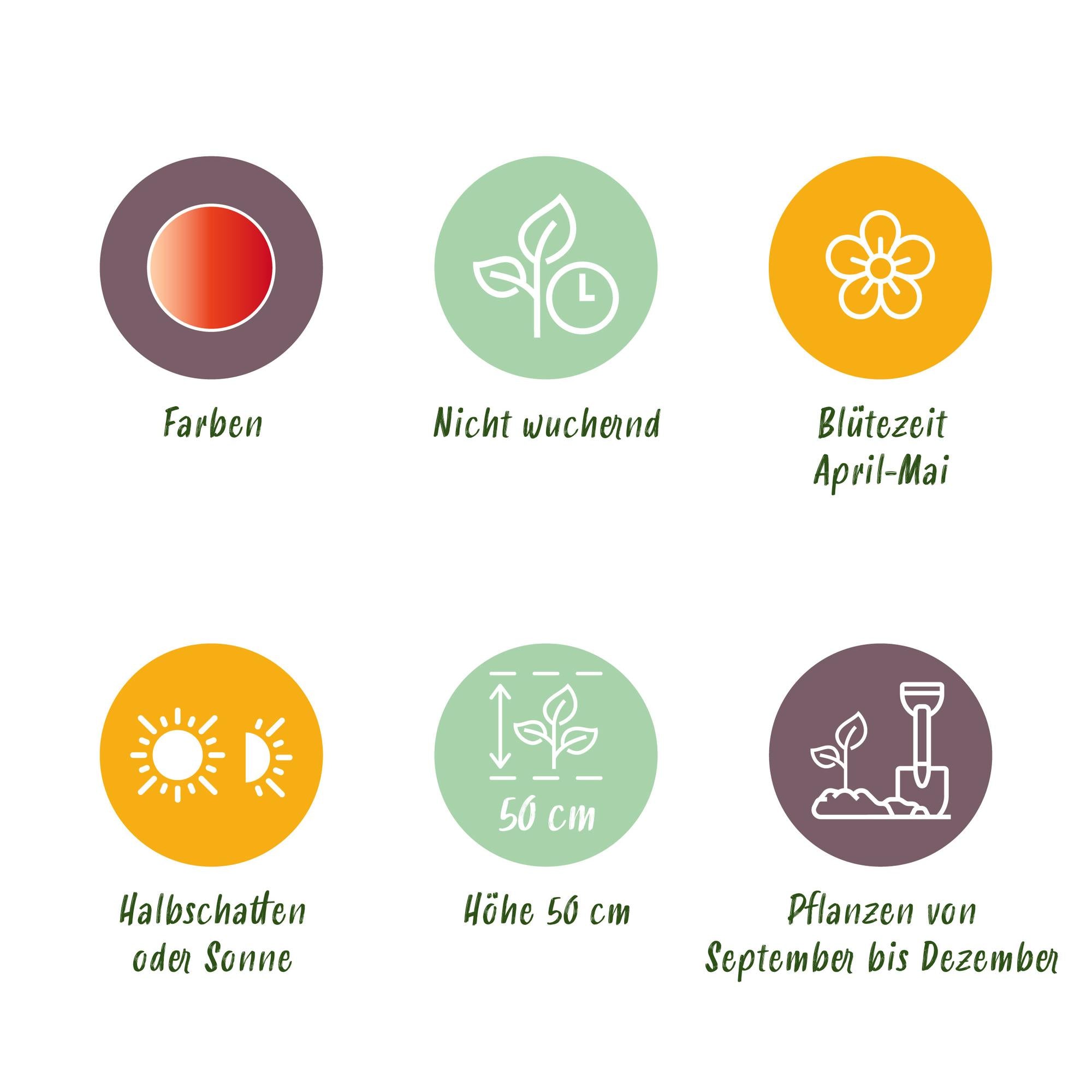 Tulpenzwiebeln Mix - Tulpe Gudoshnik Double - Doppelblütig - 12 Stück - Zwiebelgröße 11/12 - XXL Pack