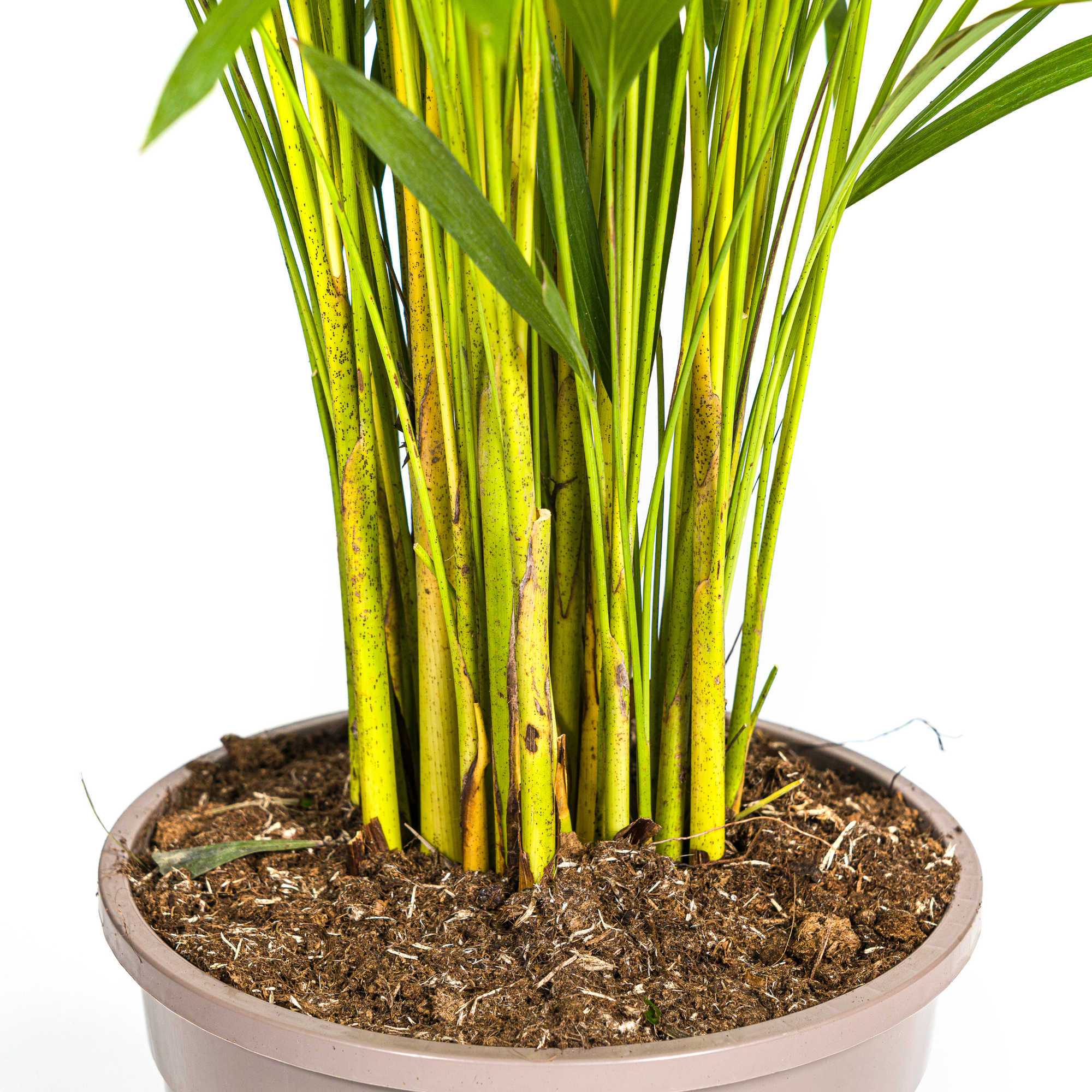 Arecapalme - Dypsis Areca Lutescens mit Korb Ø24cm - ↕120 - 140cm