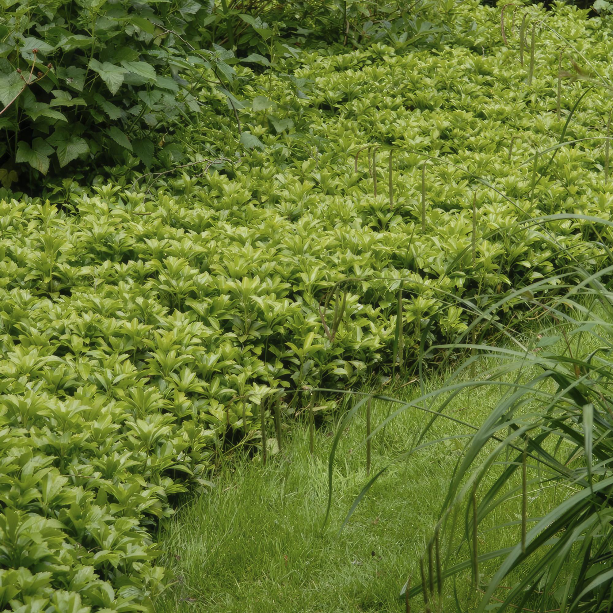 Dickmännchen - Pachysandra term. 'Green Carpet' - ↕10-25cm - Ø9cm 48 Stück