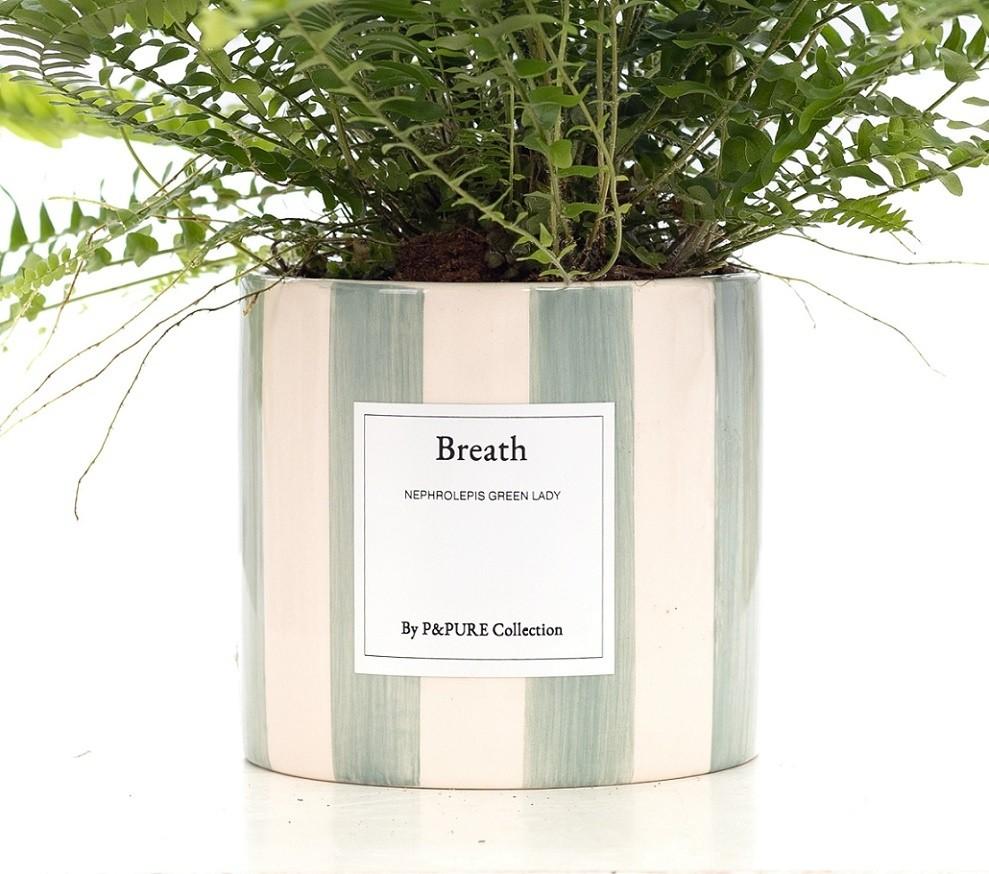Schwertfarn - Nephrolepis Green Lady Gift "Breath" WITH GREETING CARD! - Ø12cm - ↕35cm