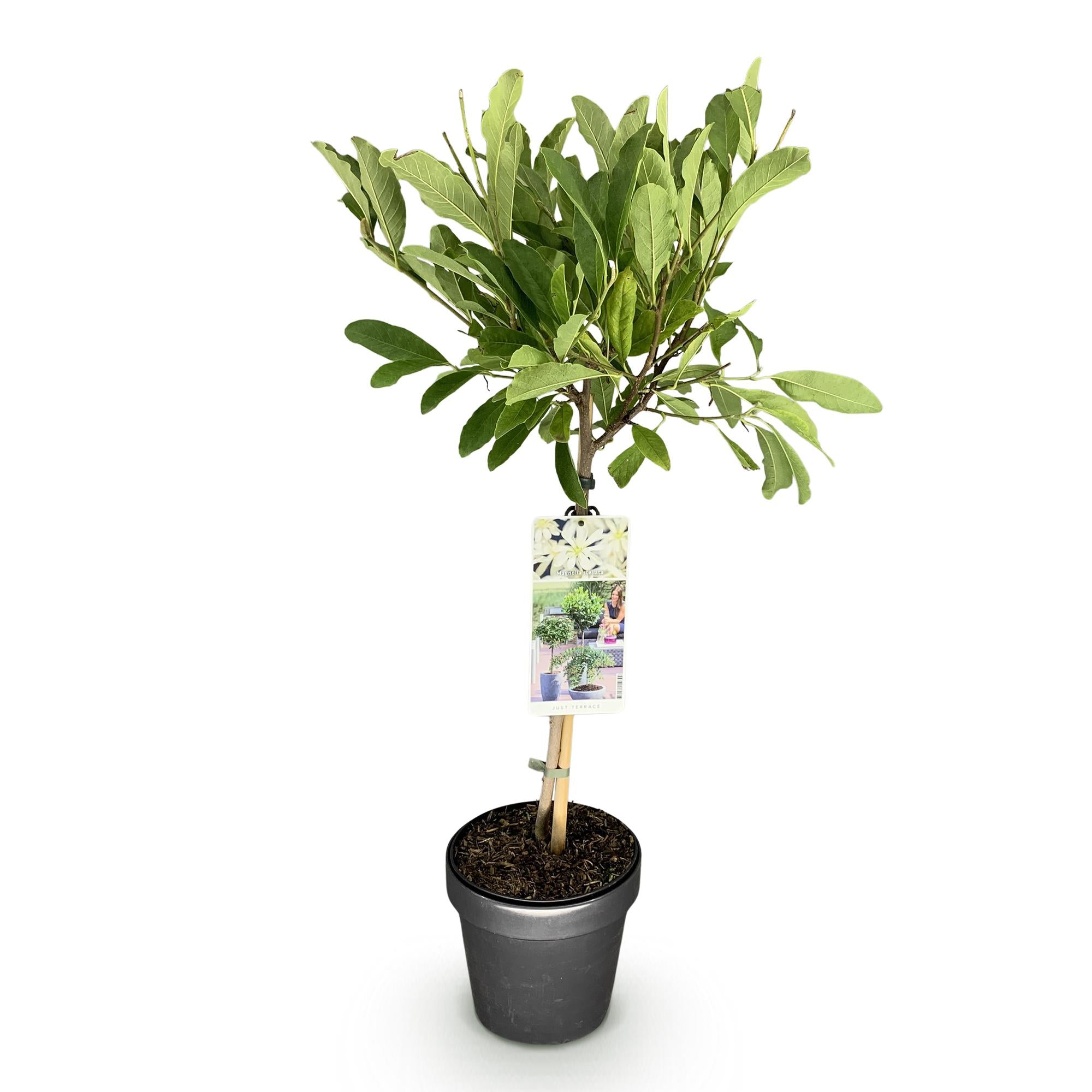 Magnolienbaum - Magnolia stellata - Terrassenpflanze - Laubabwerfend - Winterhart - Weiße Blüte - Topf 19cm Höhe 90cm