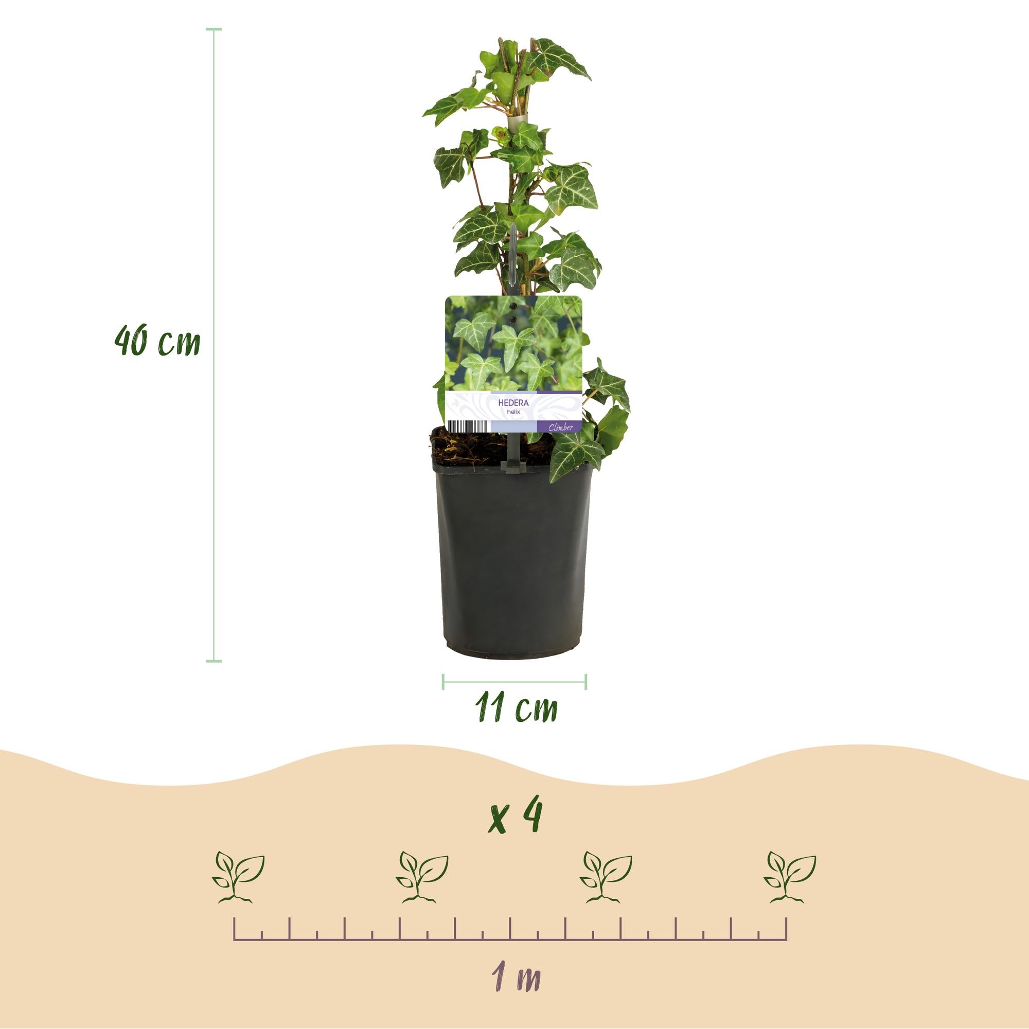 Kletterplanzen Mix Rainbow - Clematis montana Rubens, Hedera helix, lonicera Goldflame, Campsis madame Galen - Ganzjährig Farbe - 4 Pflanzen - Topf 11cm Höhe 40cm