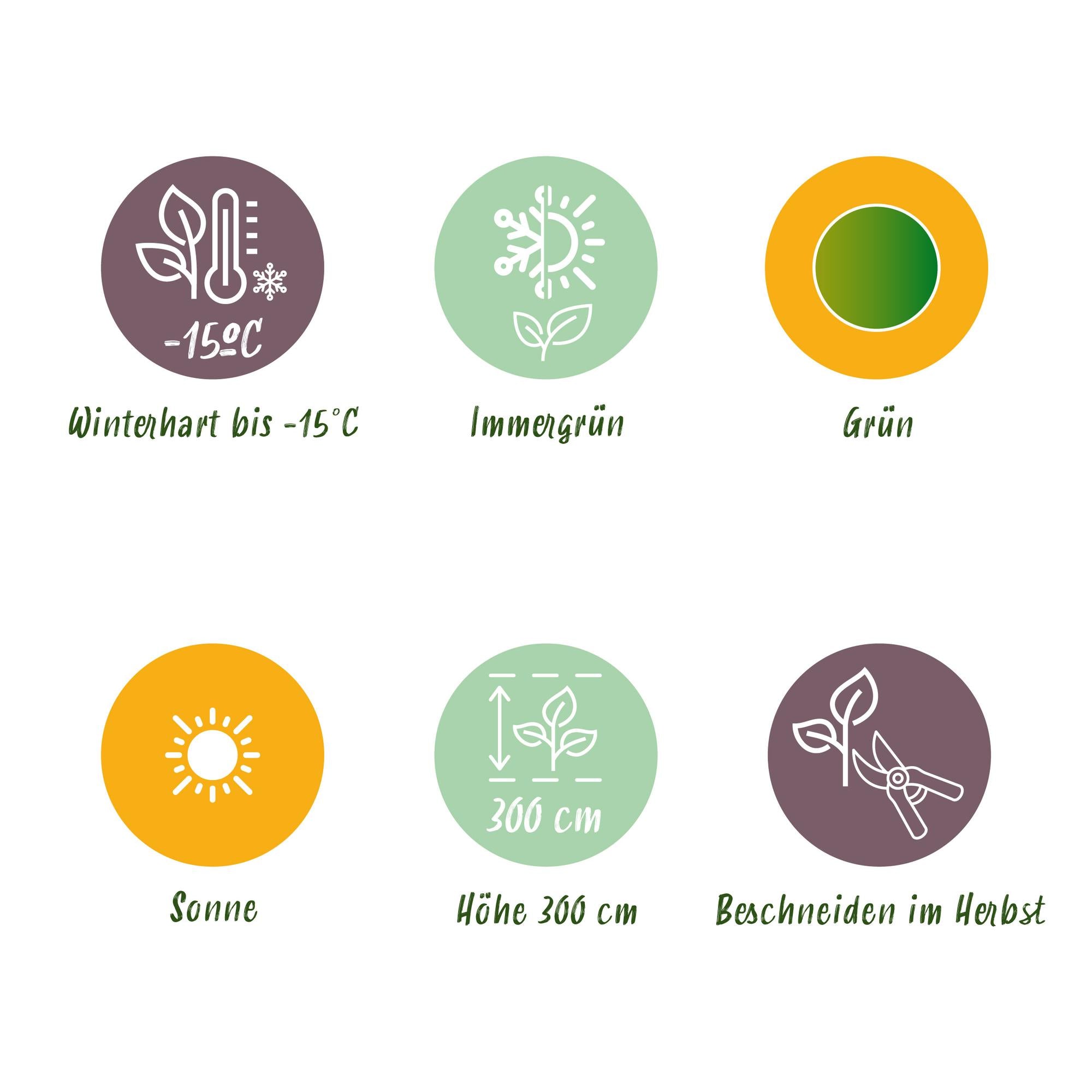 Japanische Faserbanane - Bananenpflanze Musa Basjoo - Winterhart - 6 Pflanzen - Topf 17cm Höhe 40cm