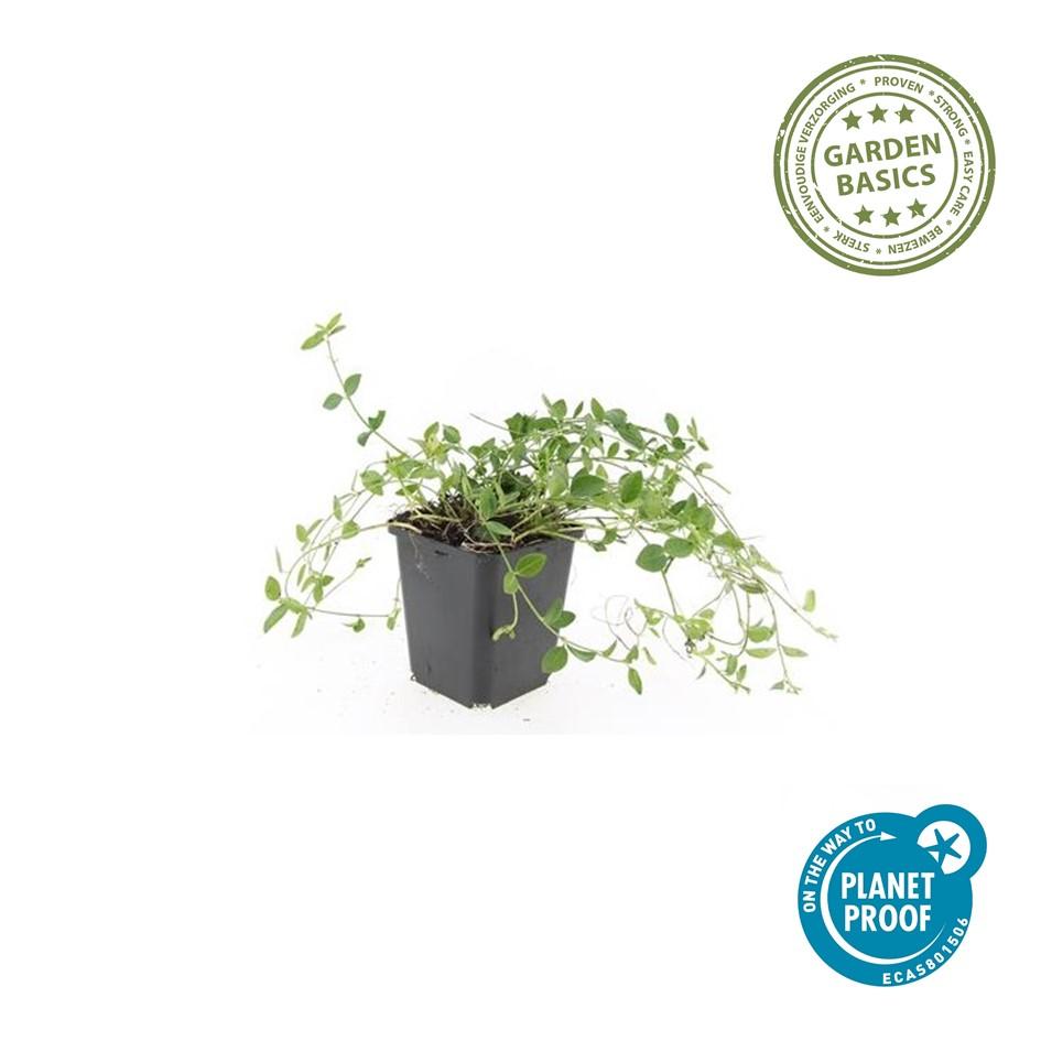 Kleines weißes Immergrün - Vinca minor 'Gertrude Jekyll' - ↕10-25cm - Ø9cm 48 Stück