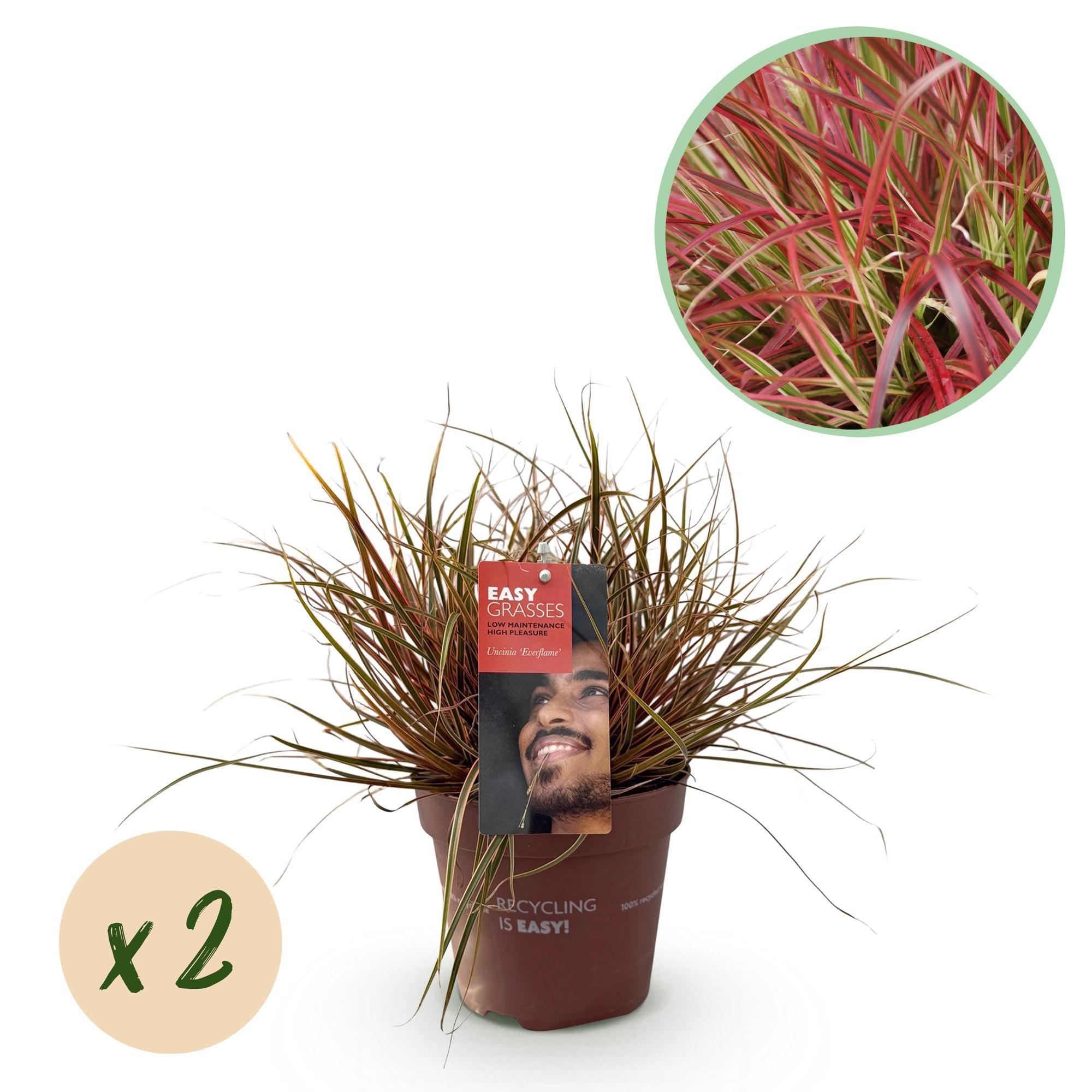 Rötliche Hakensegger - Uncinia rubra Everflame - Rot - 2 Pflanzen - Immergrün - Wenig Pflege - Topf 17cm Höhe 50cm