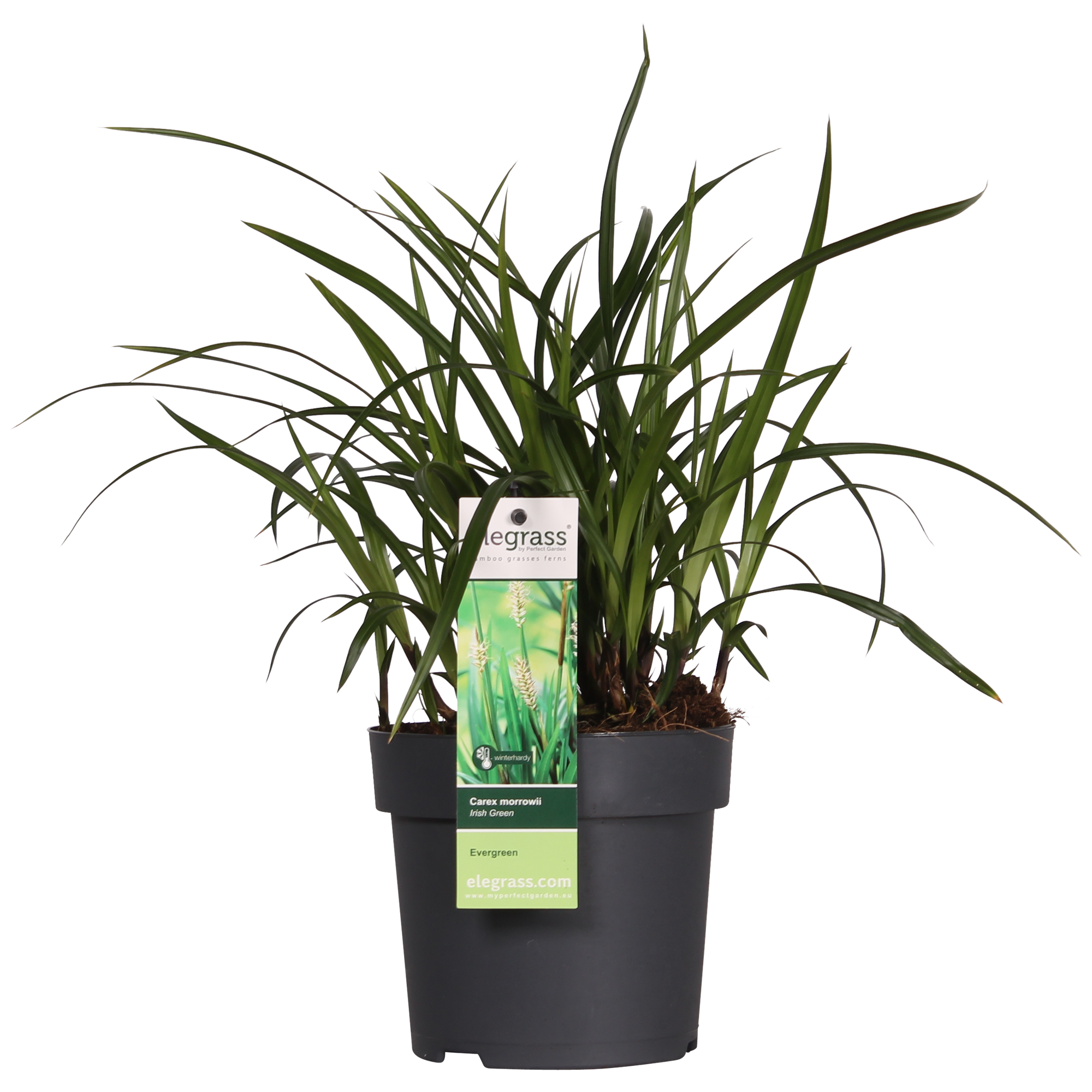 Ziergras Irish Green - Carex morrowii 'Irish Green' - ↨30cm - Ø14 3 Stück