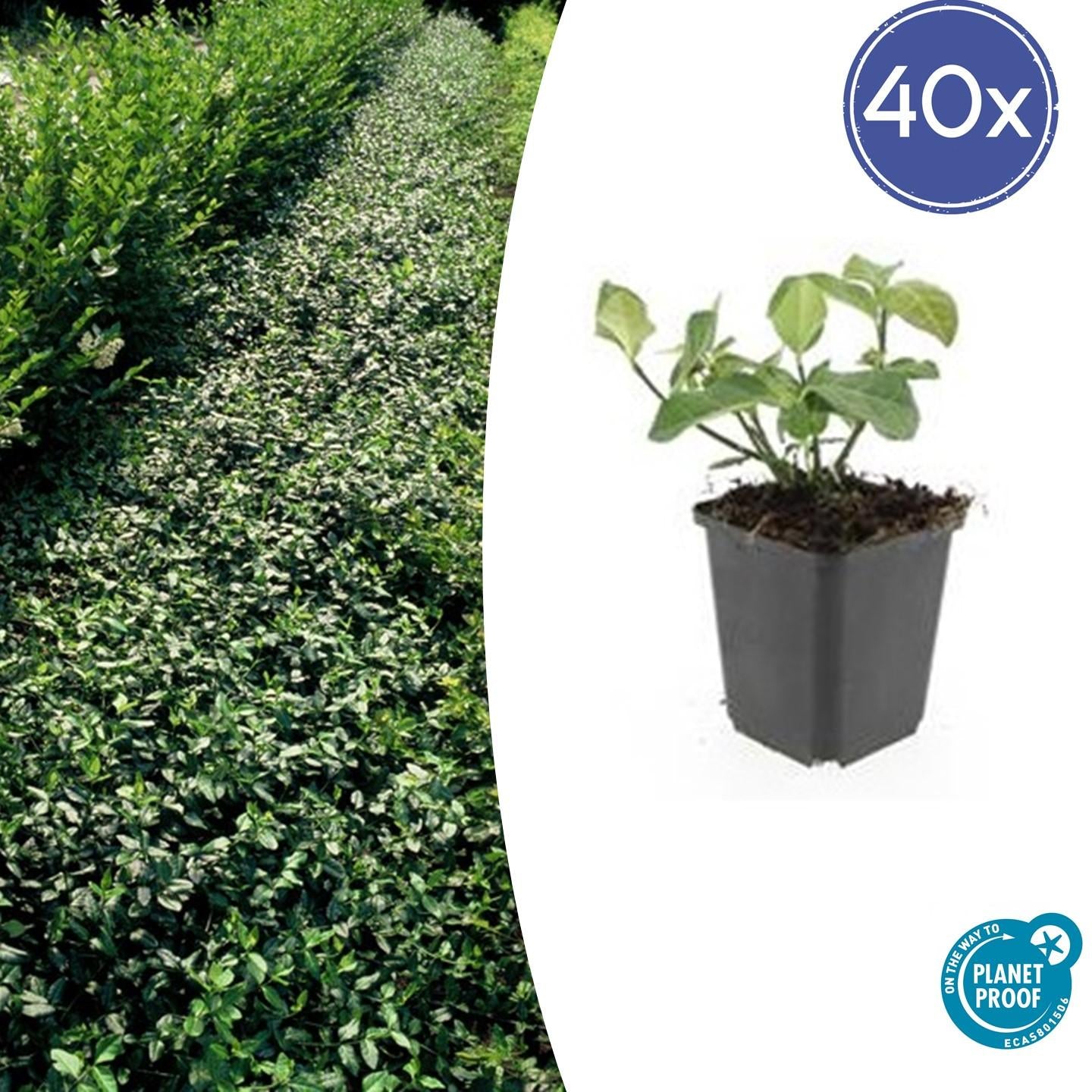 Immergrüne Kriechspindel - Euonymus fort. 'Dart's Blanket' - ↕10-25cm - Ø9cm 40 Stück