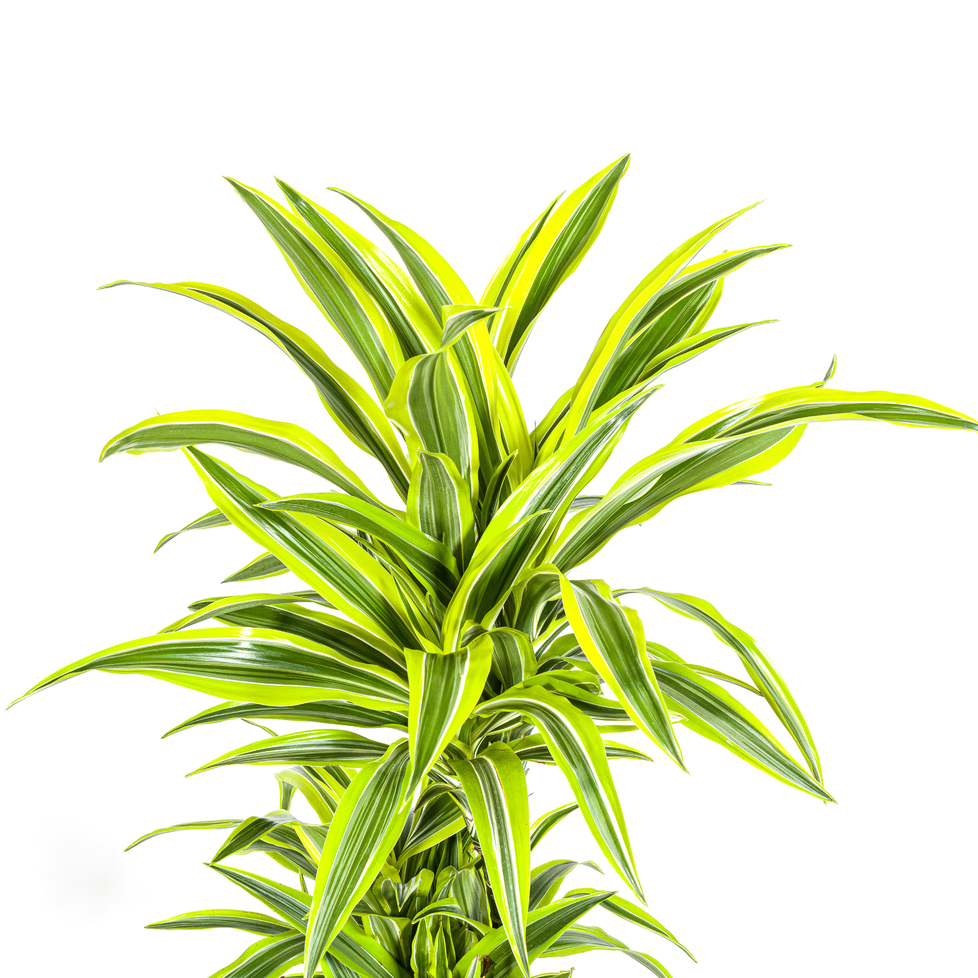 Drachenbaum - Dracaena Deremensis Lemon Lime mit Korb Ø24cm - ↕130 - 150cm