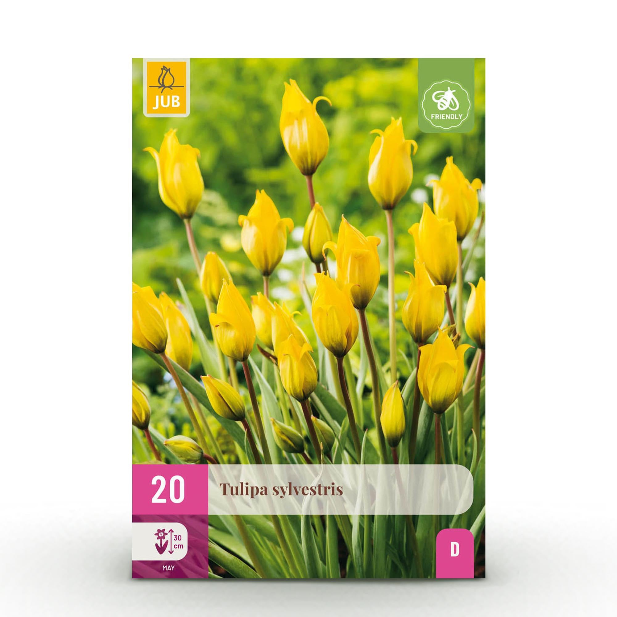Tulpen - Tulipa Sylvestris - Farbe Gelb - 20 Stück - Zwiebelgröße 5/6 - XXL Pack