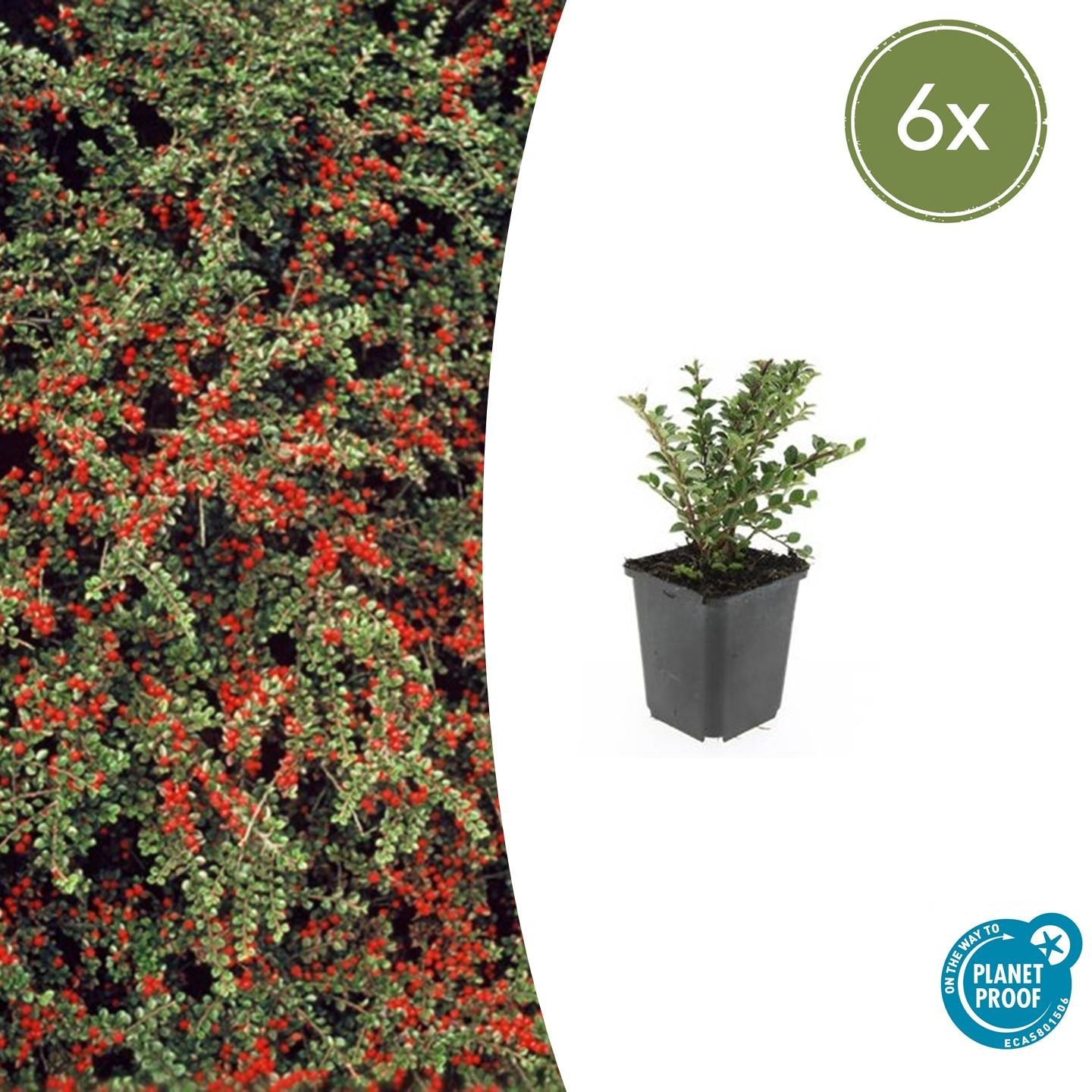 Fächerzwergmispel - Cotoneaster horizontalis - ↕10-25cm - Ø9cm 6 Stück