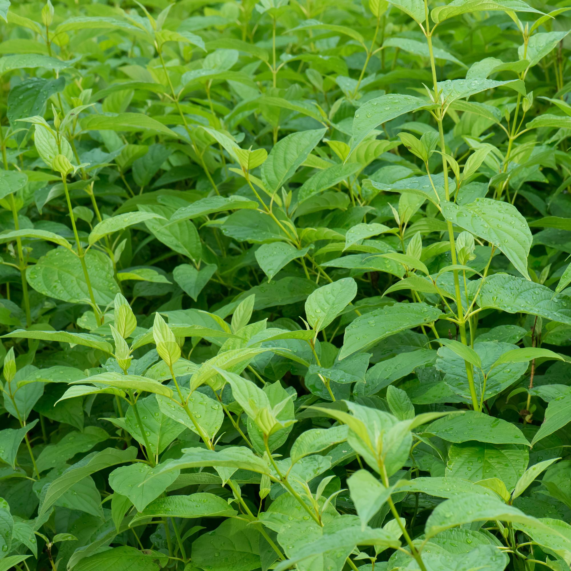 Hartriegel - Sträucher - Cornus alba Flaviramea - Grüne Zweige - 1 Pflanze - Laubabwerfend - Wenig Pflege - Topf 17cm Höhe 45cm