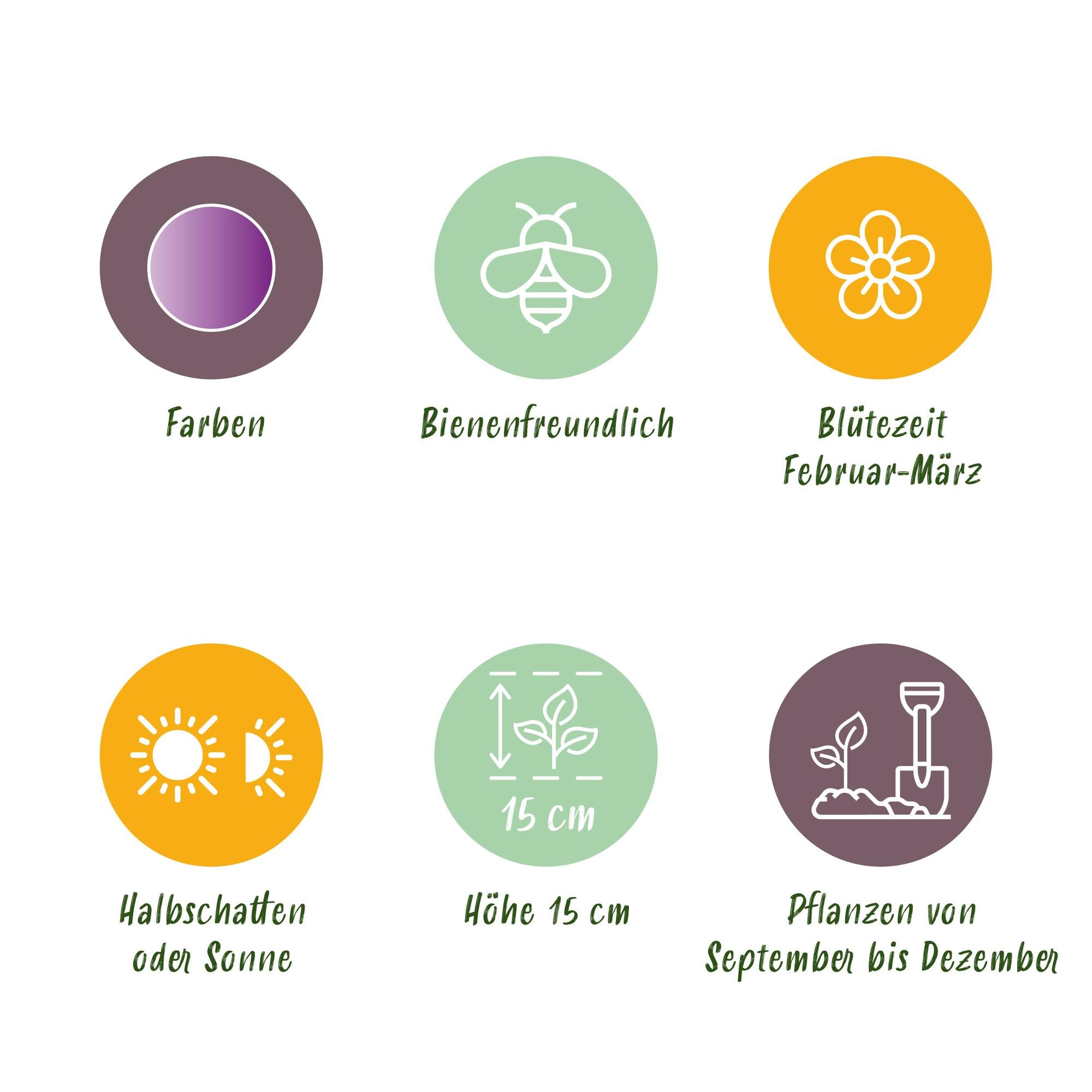 Krokuse - Crocus Ruby Giant - Farbe Lila - 50 Stück - Zwiebelgröße 5/6 - XXL Pack